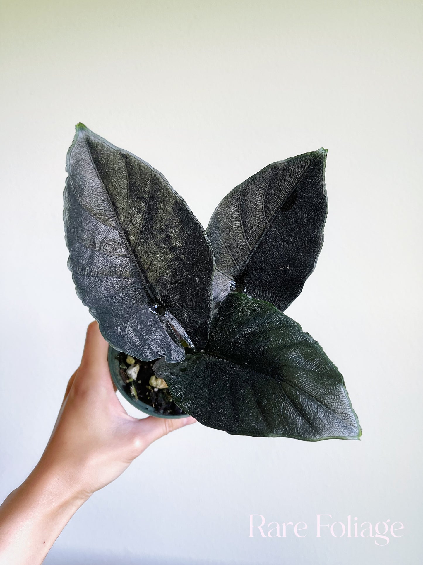 Alocasia Antoro Velvet 4"