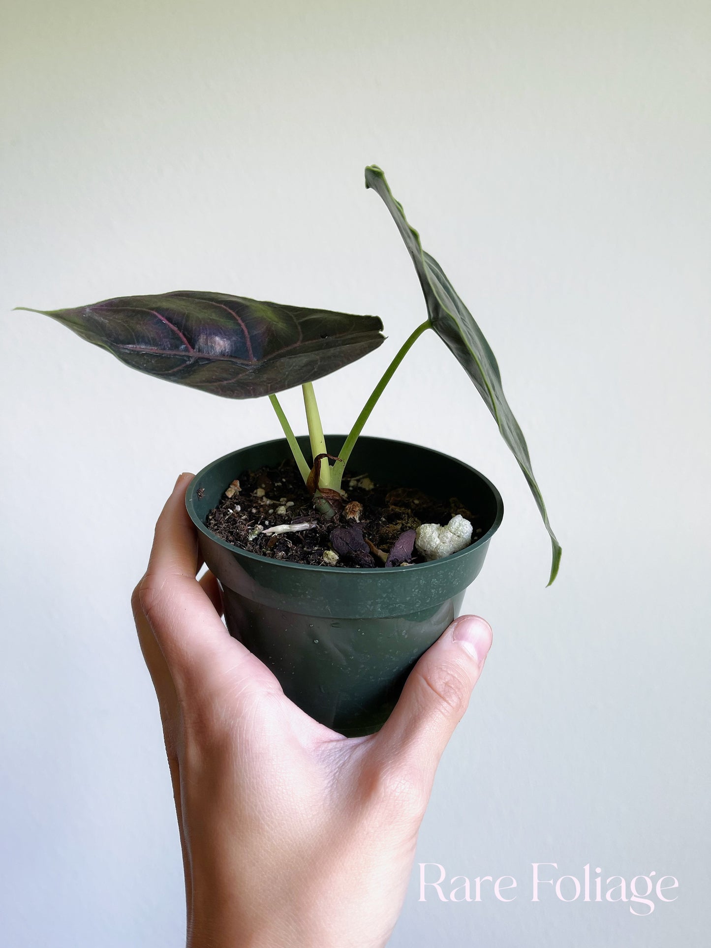 Alocasia Azlanii 4"