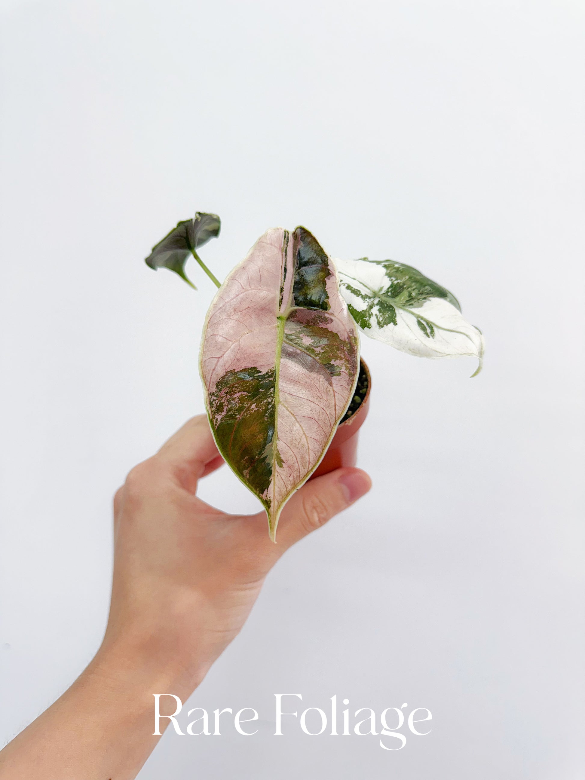 Alocasia Azlanii Pink Albo Variegated 2” Exact Plant – Rare Alocasia Azlanii Pink Albo Variegated 2” Exact Plant – Rare