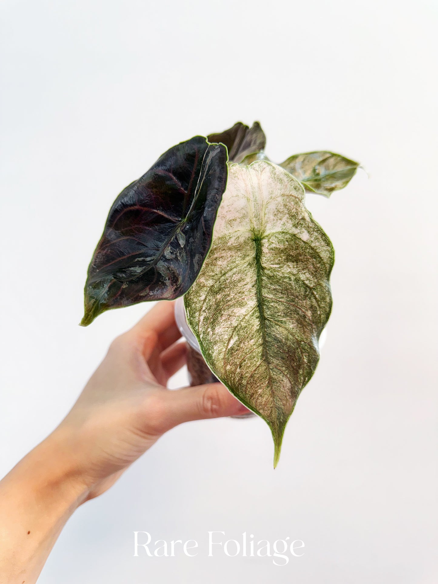 Alocasia Azlanii Variegated 4” Exact Plant