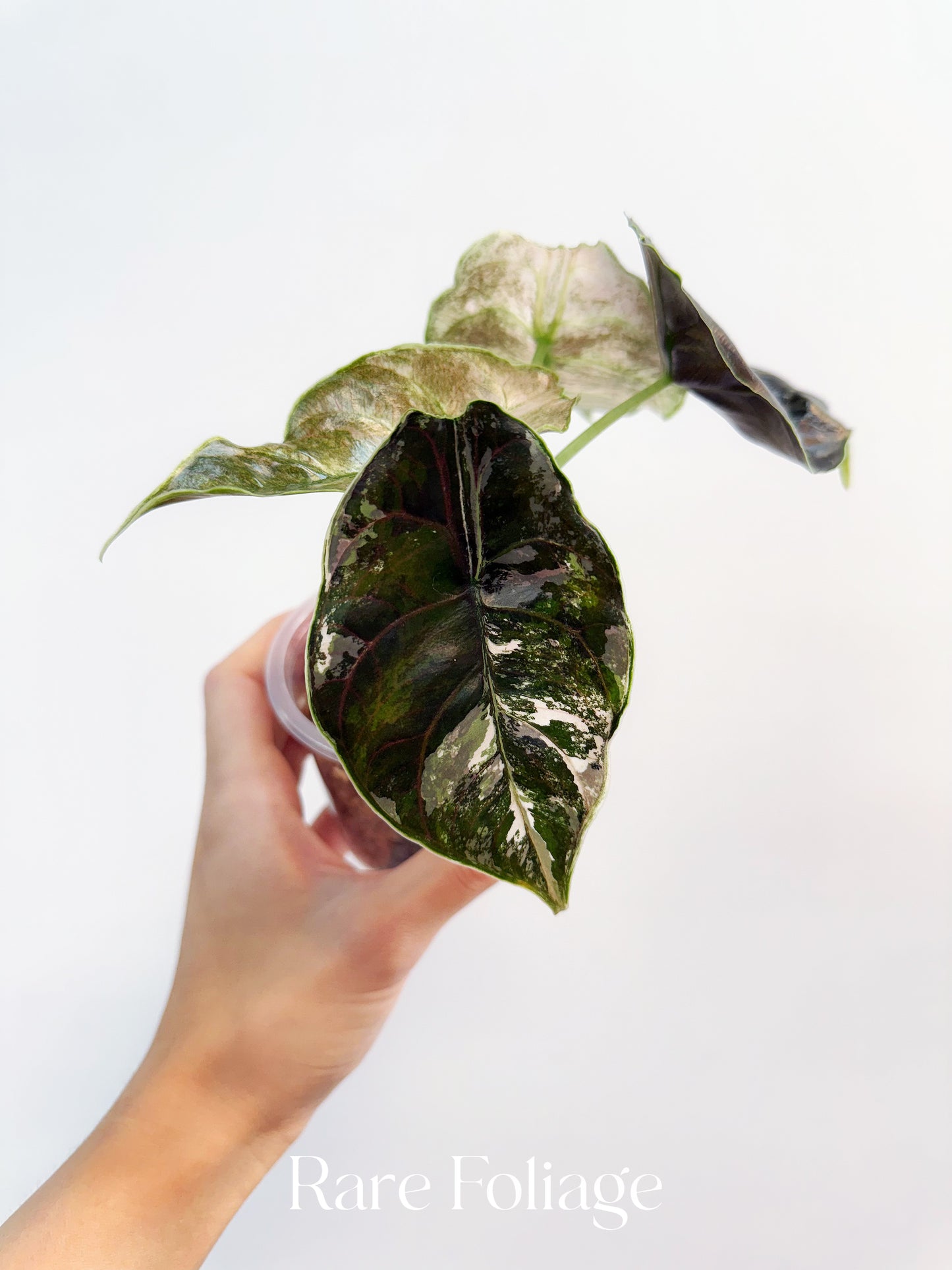 Alocasia Azlanii Variegated 4” Exact Plant