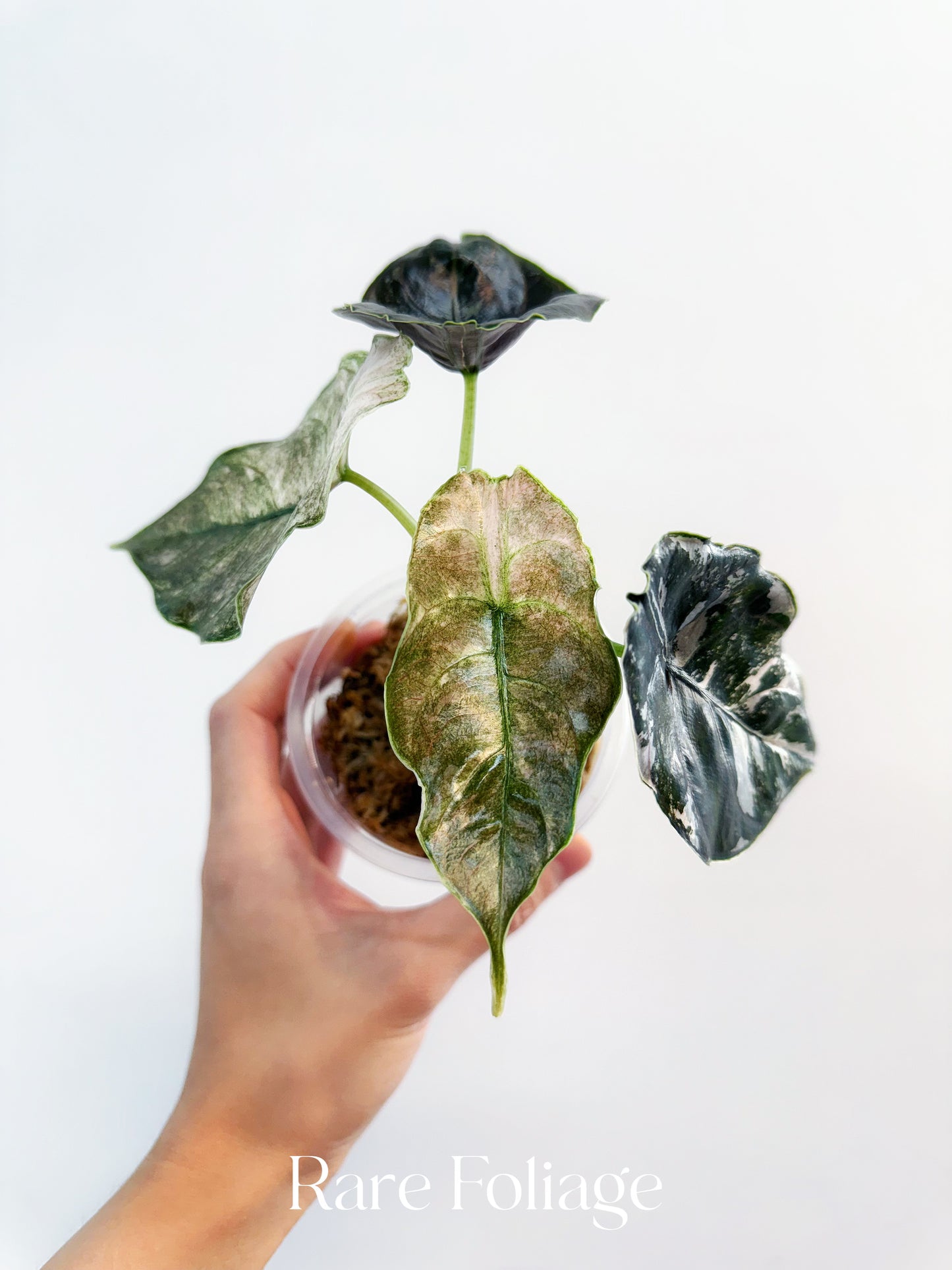 Alocasia Azlanii Variegated 4” Exact Plant