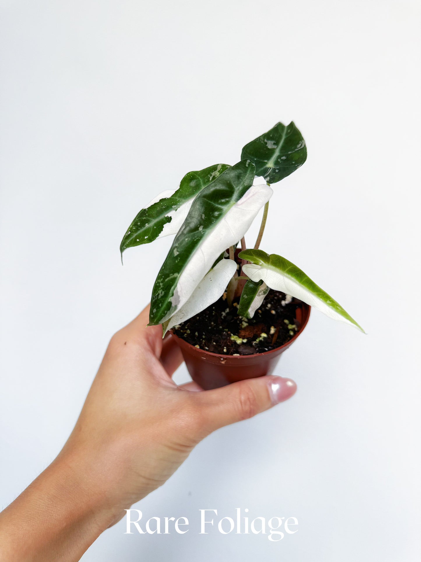 Alocasia Bambino Pink Albo Variegated 3”