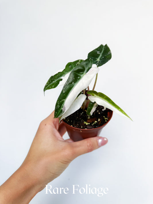 Alocasia Bambino Pink Albo Variegated 3”