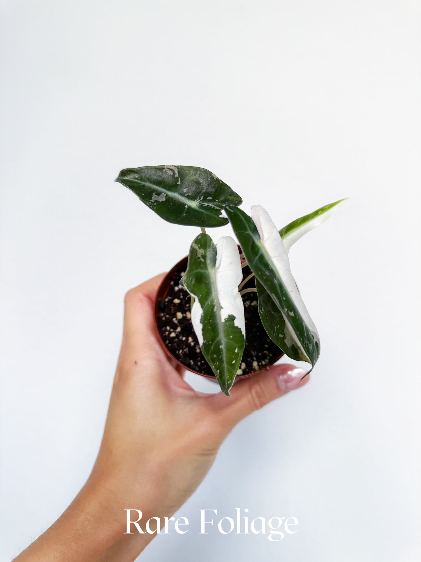 Alocasia Bambino Pink Albo Variegated 3”