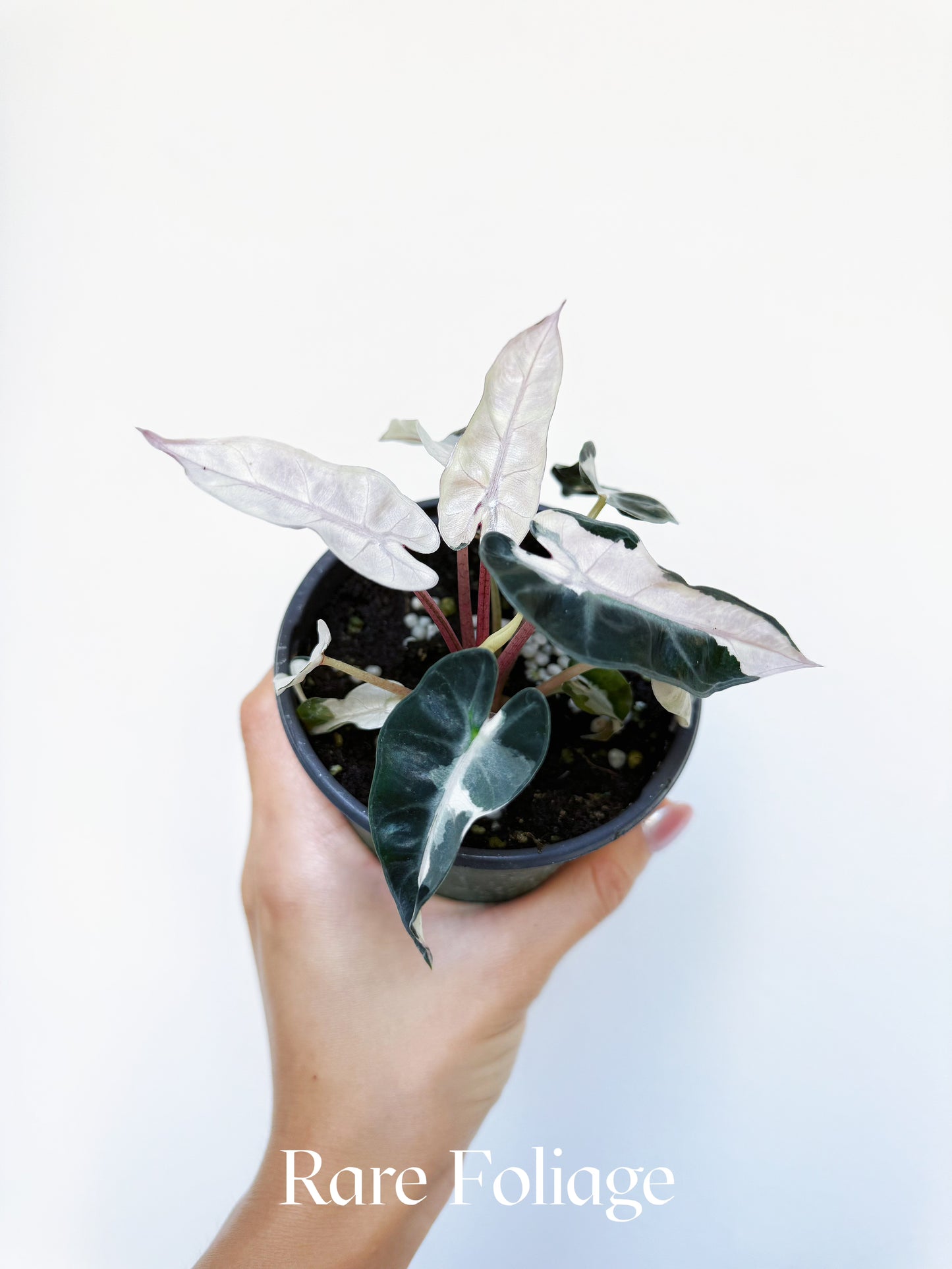 Alocasia Bambino Pink Mutation 4"