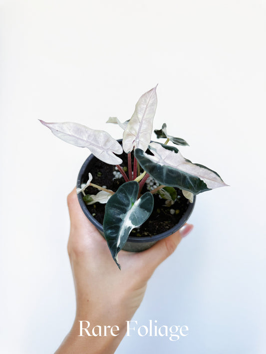 Alocasia Bambino Pink Mutation 4"