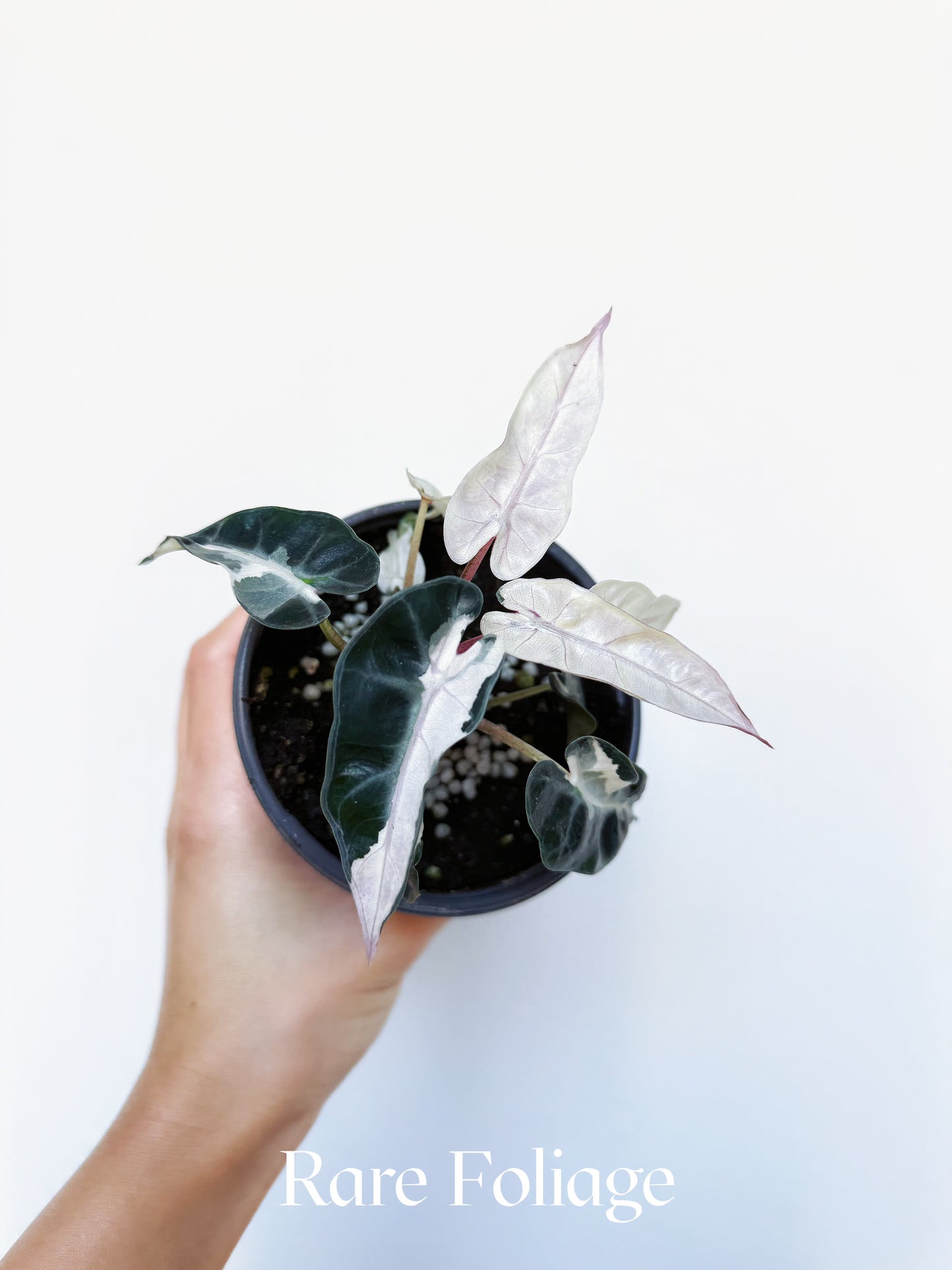 Alocasia Bambino Pink Mutation 4"
