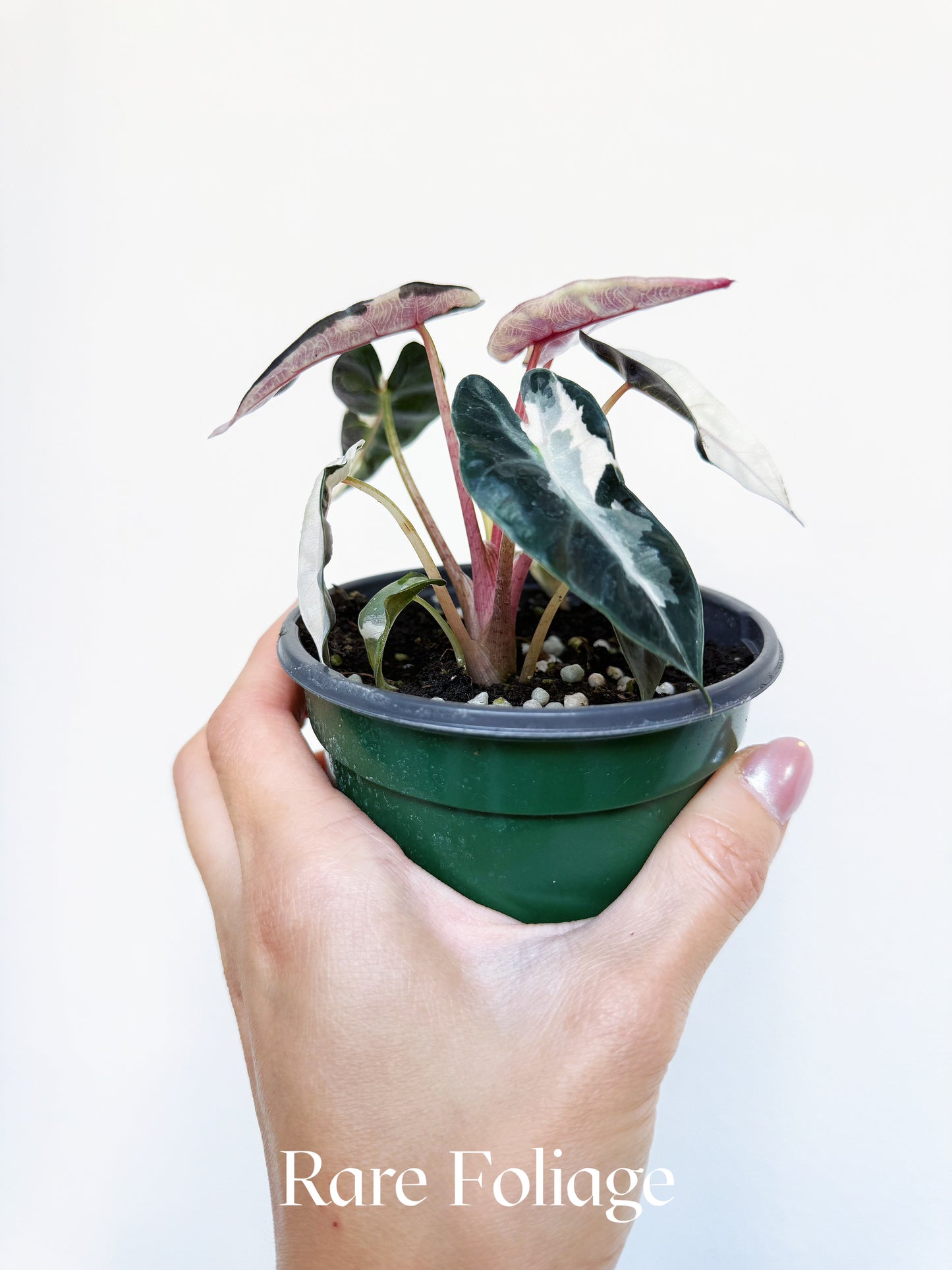 Alocasia Bambino Pink Mutation 4"