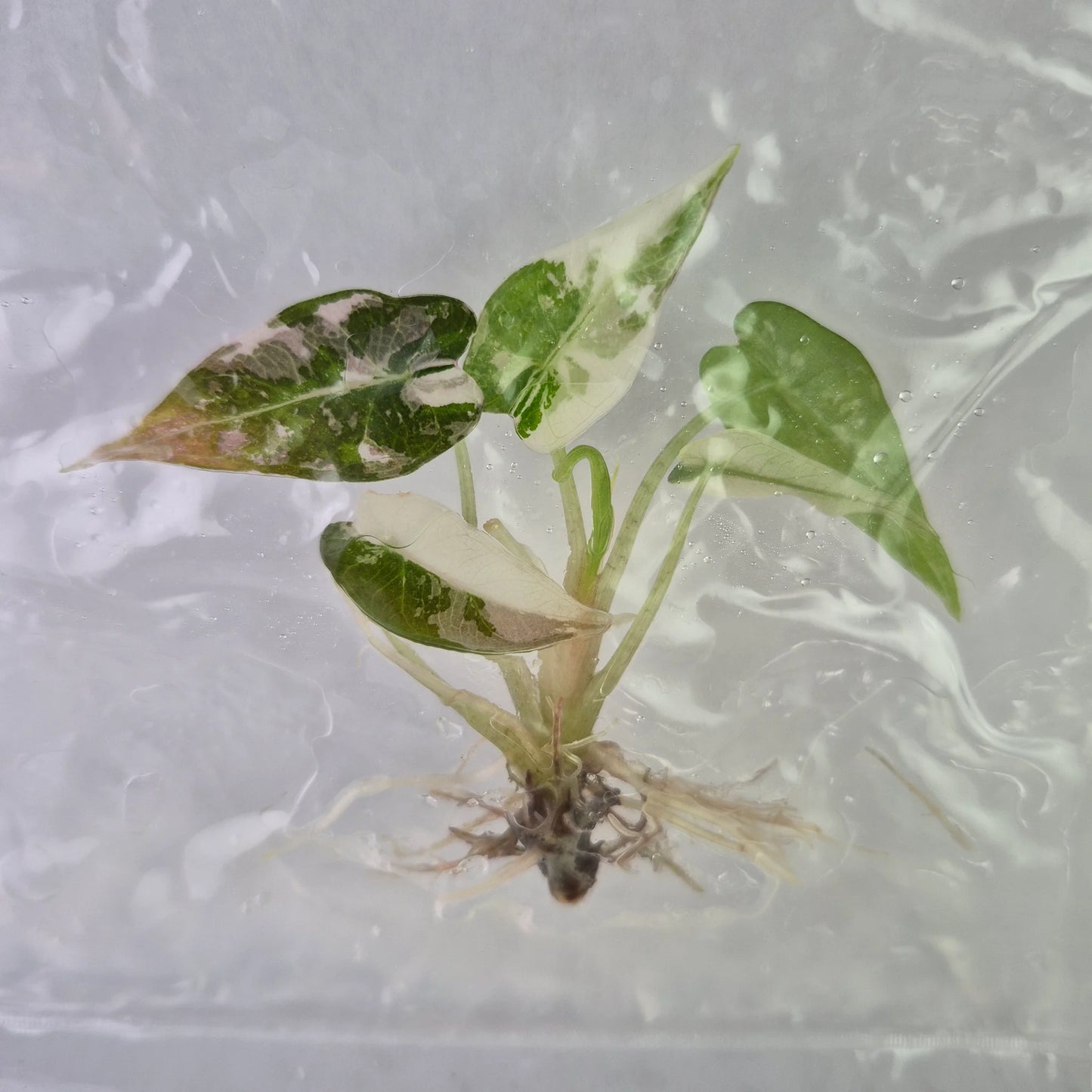 Alocasia Bambino Pink (Tissue Culture) *Preorder* Ship Date Mid March 2026