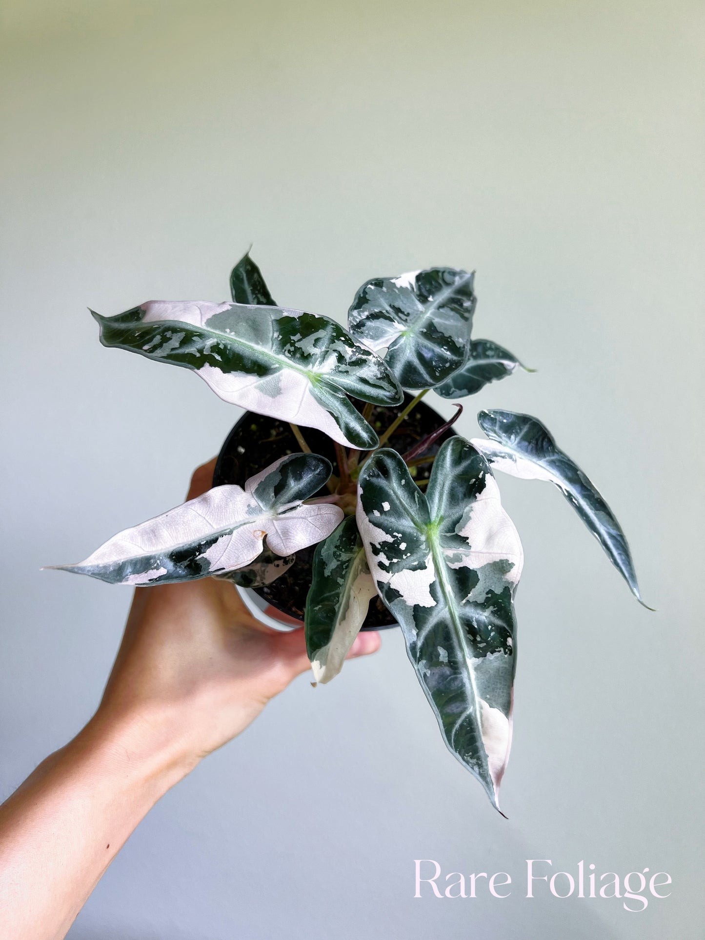 Alocasia Bambino Pink Variegated 4”