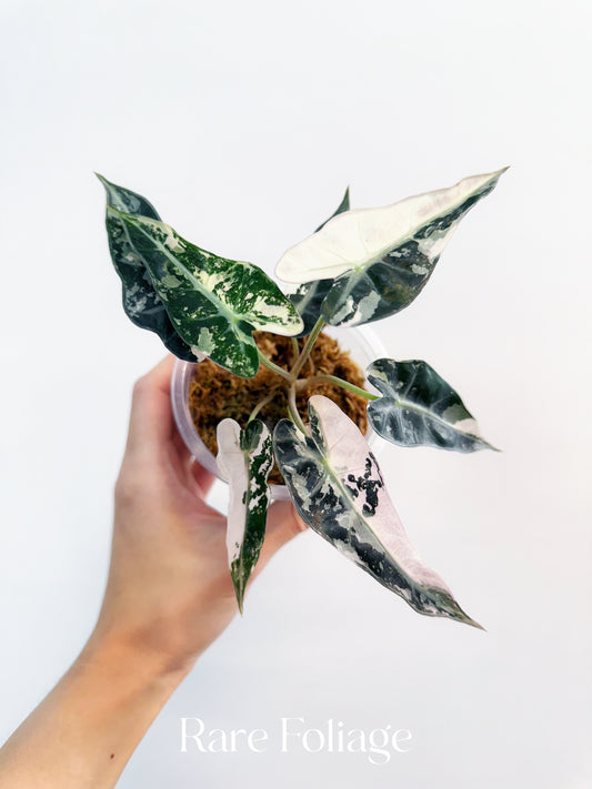 Alocasia Bambino Pink Variegated 4”