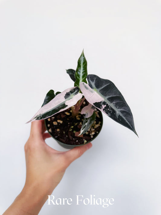 Alocasia Bambino Pink Variegated 4”