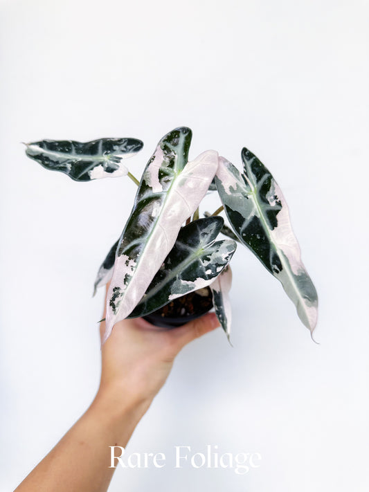 Alocasia Bambino Pink Variegated 4”