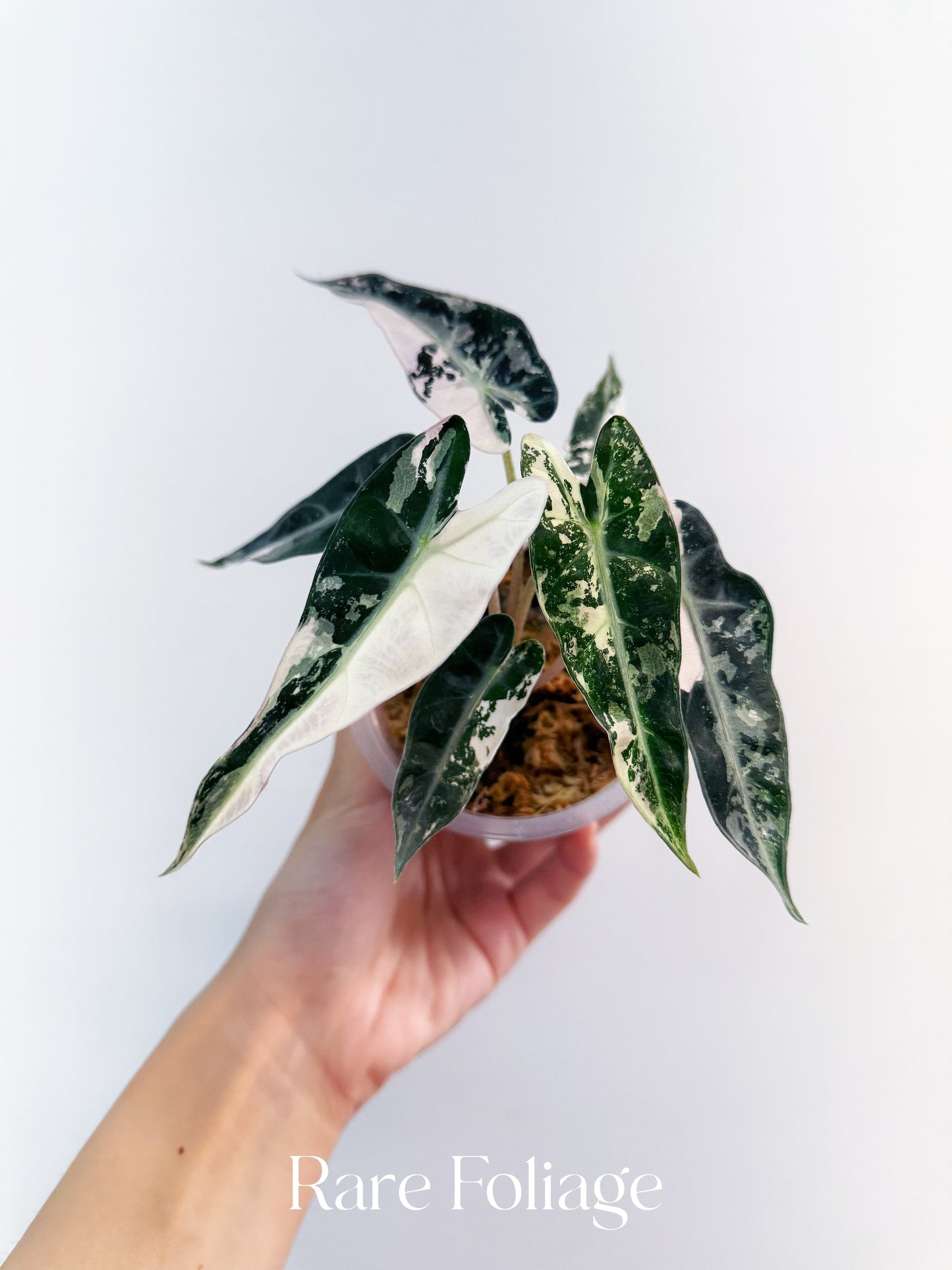 Alocasia Bambino Pink Variegated 4”