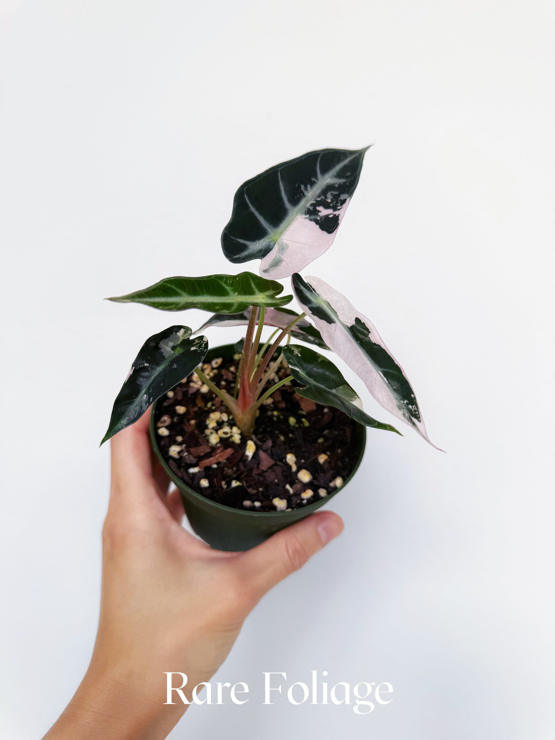 Alocasia Bambino Pink Variegated 4” – Rare Foliage Plant Co