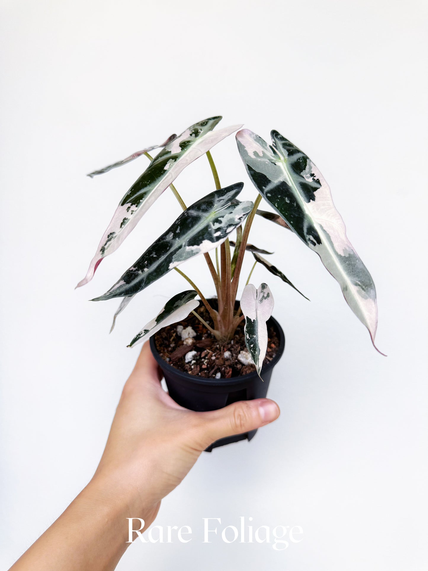 Alocasia Bambino Pink Variegated 4”