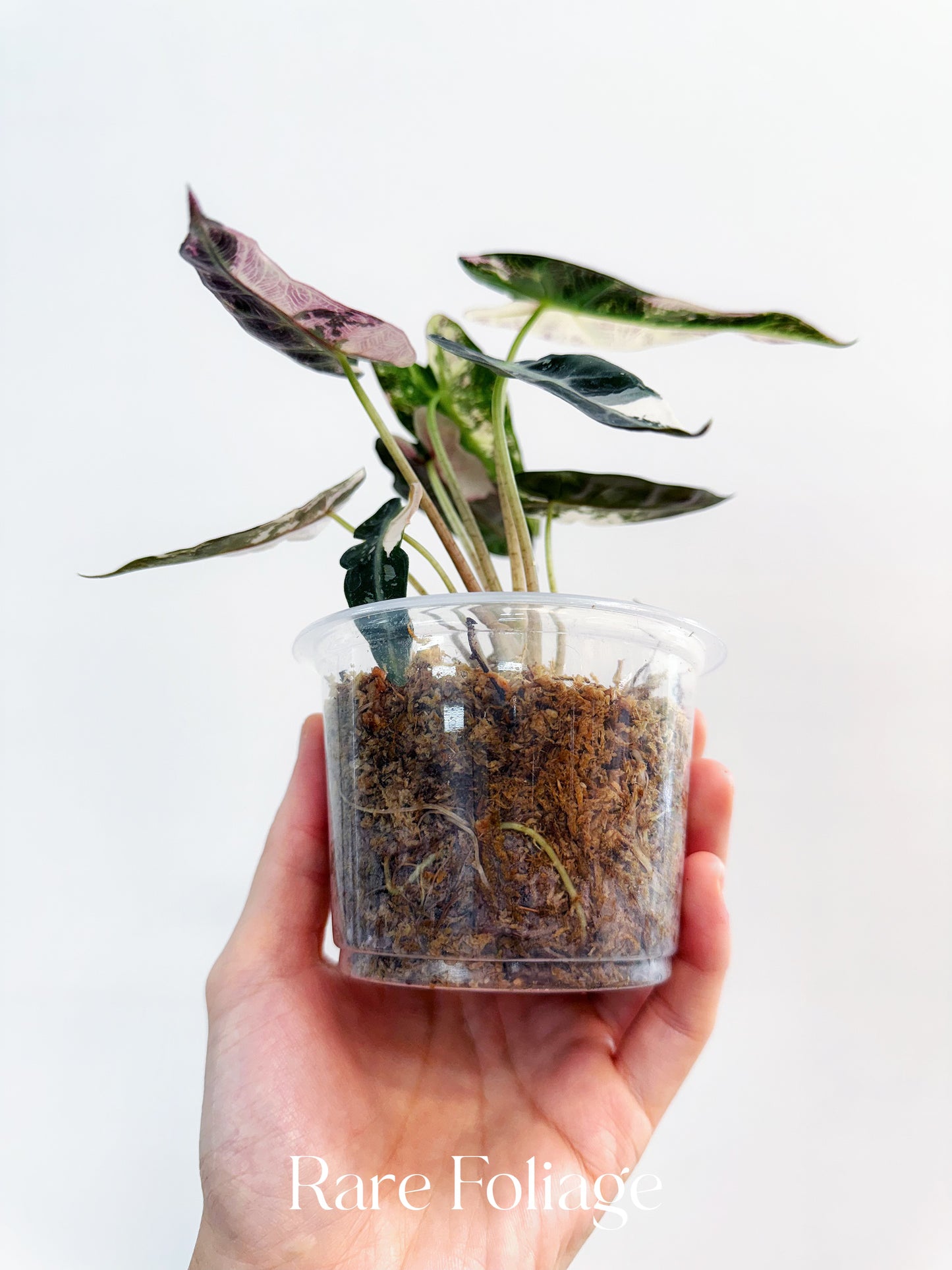 Alocasia Bambino Pink Variegated 4”