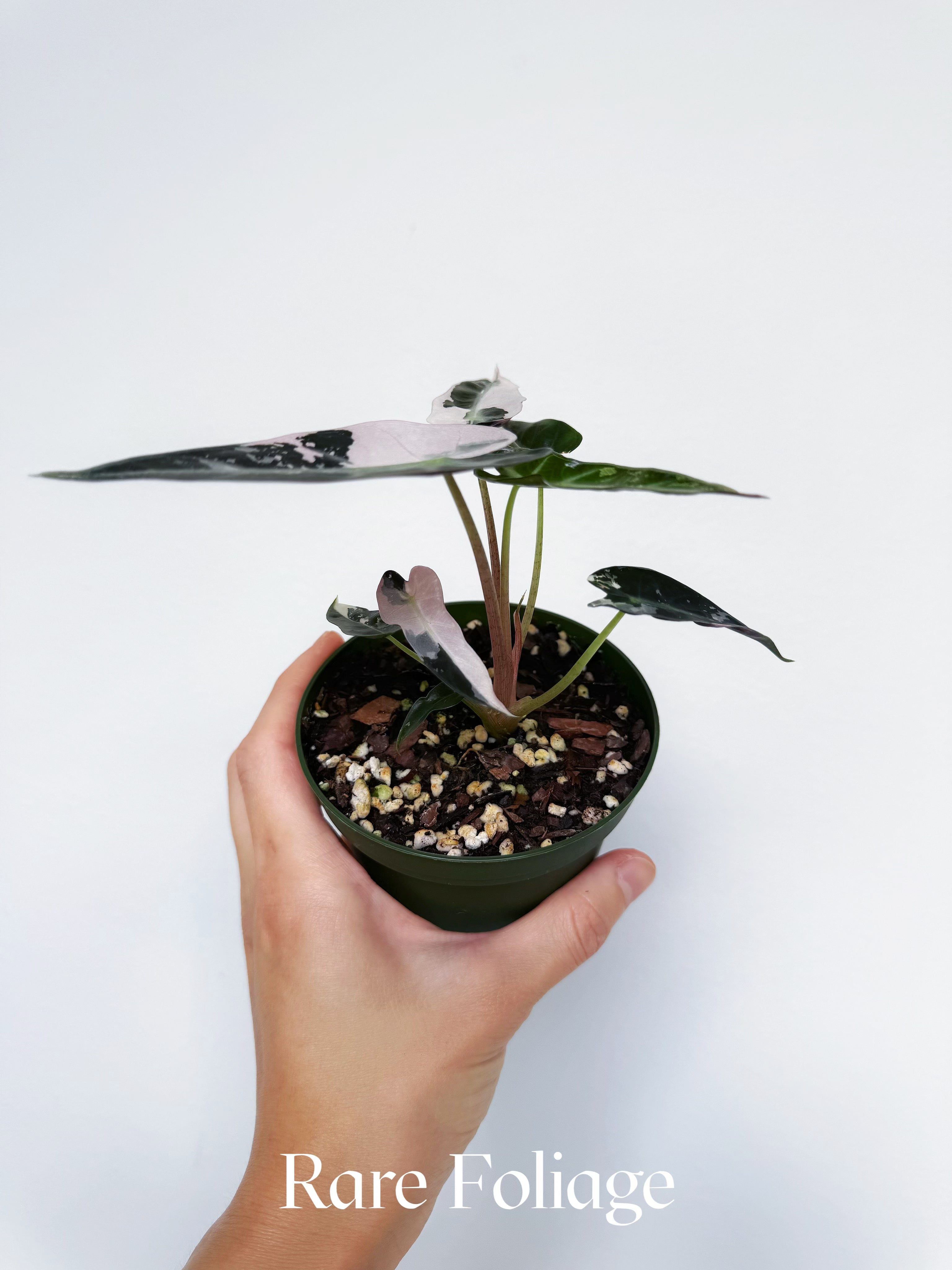 Alocasia Bambino Pink Variegatedアロカシア バンビーノ ピンク斑入り