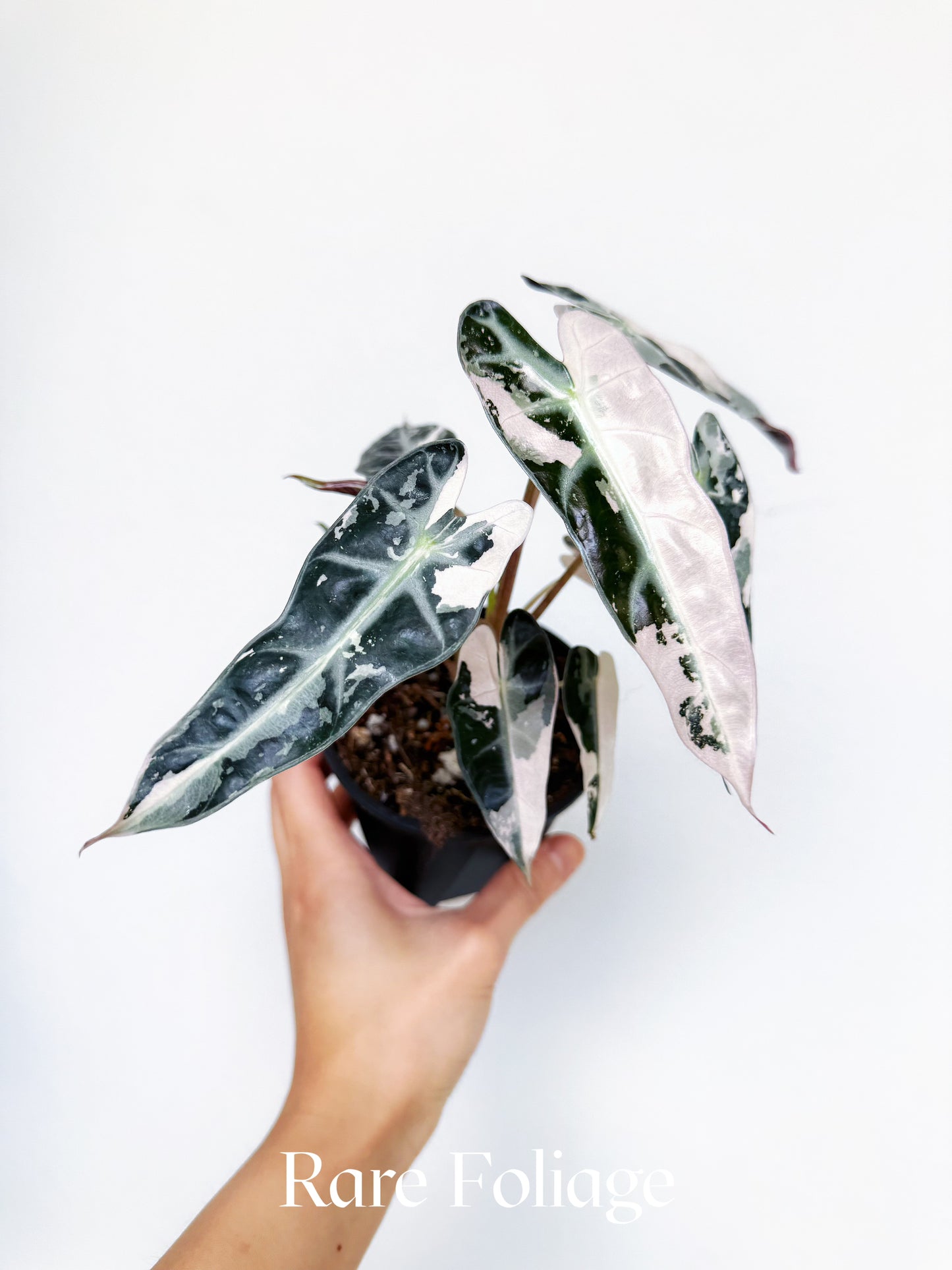 Alocasia Bambino Pink Variegated 4”