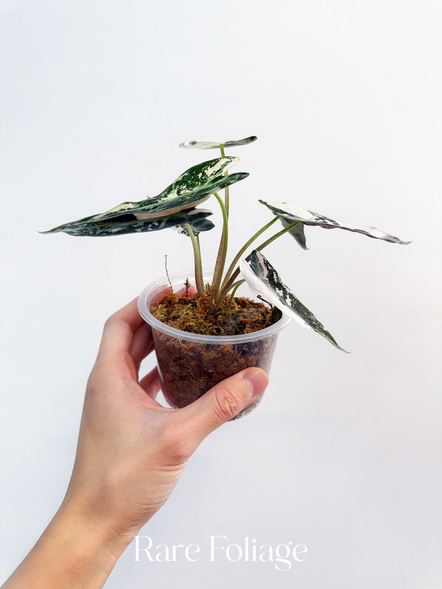 Alocasia Bambino Pink Variegated 4”