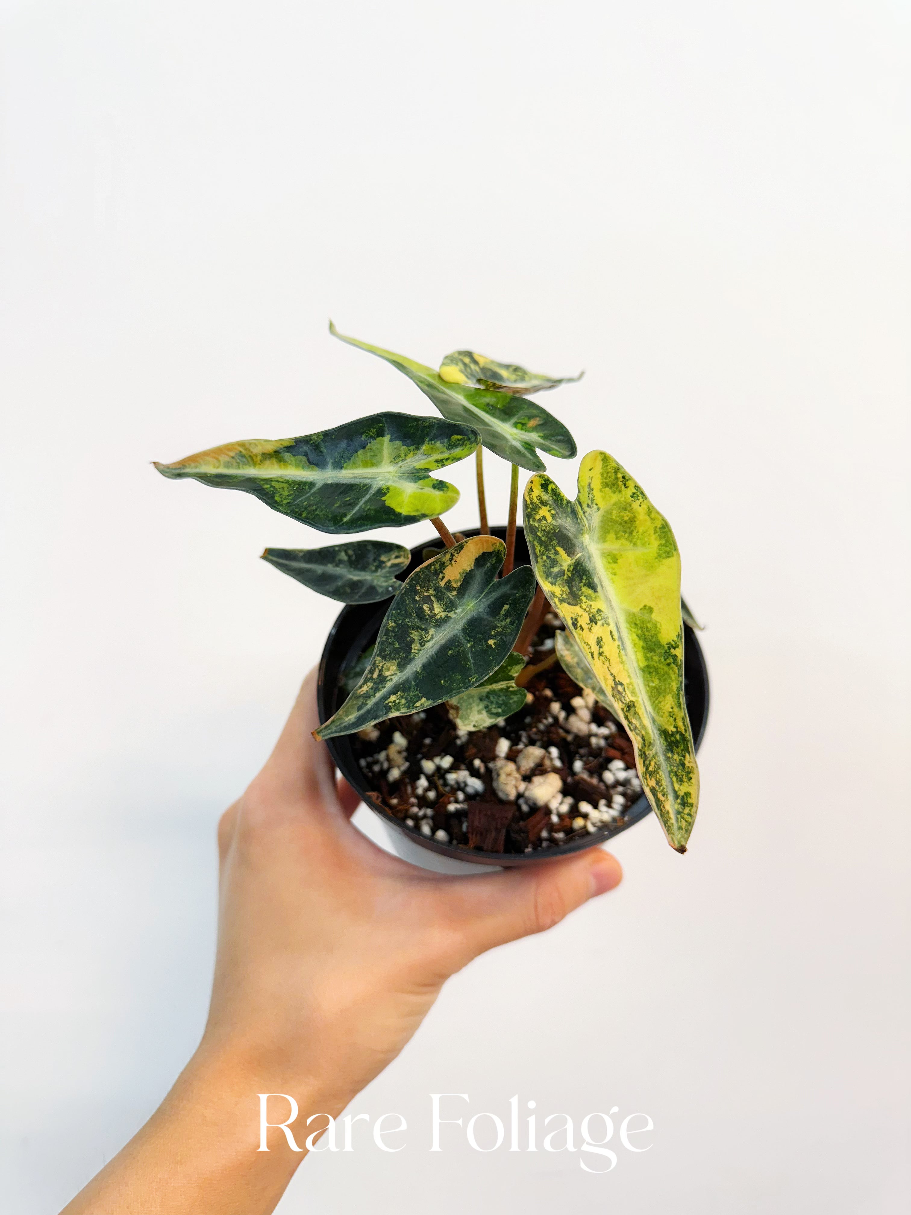 Alocasia Bambino Aurea Variegated - Thumbnail 3