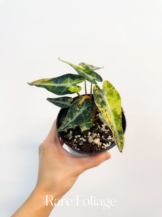 Alocasia Bambino Aurea Variegated 4”