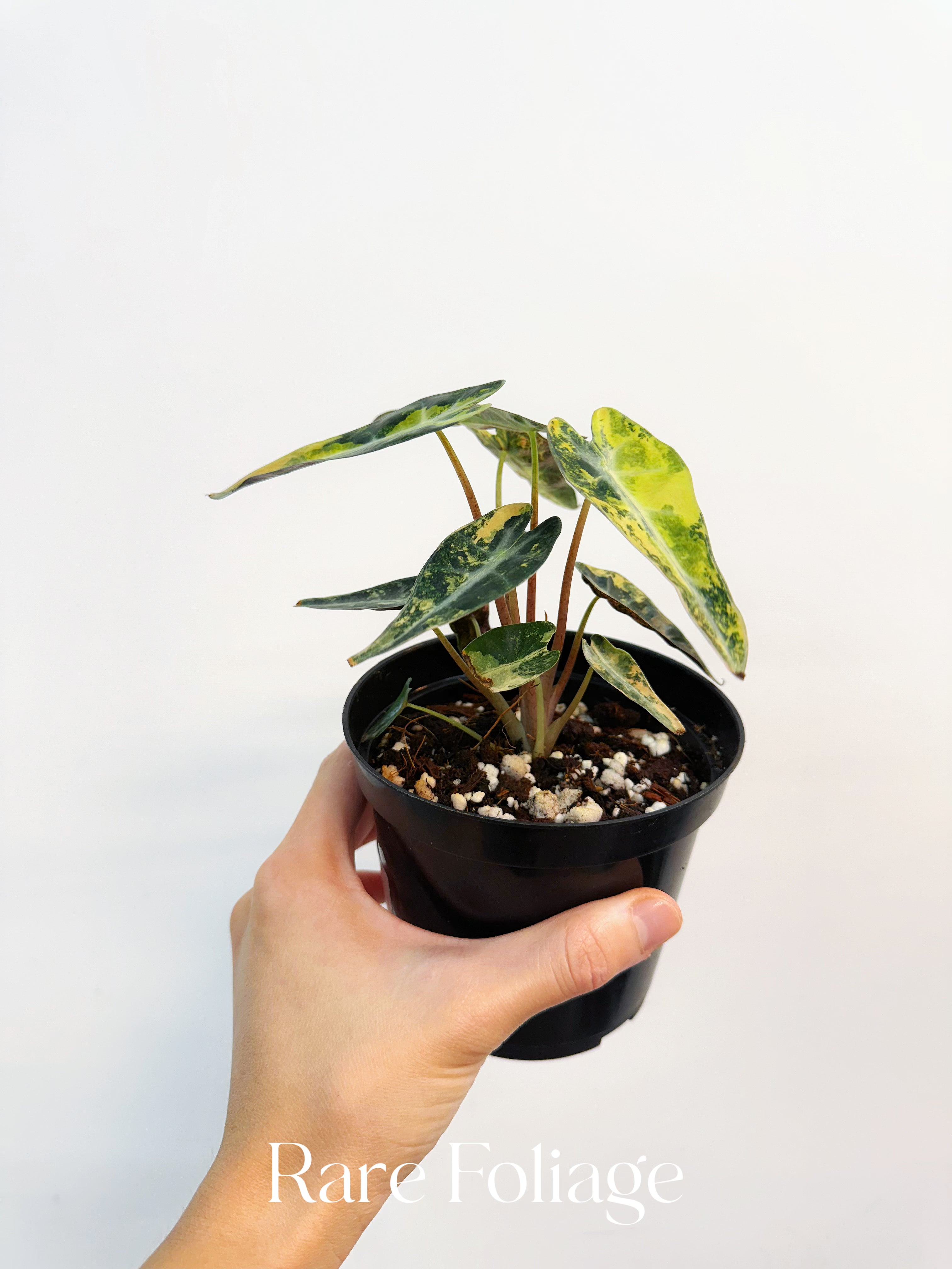 Alocasia Bambino Aurea Variegated