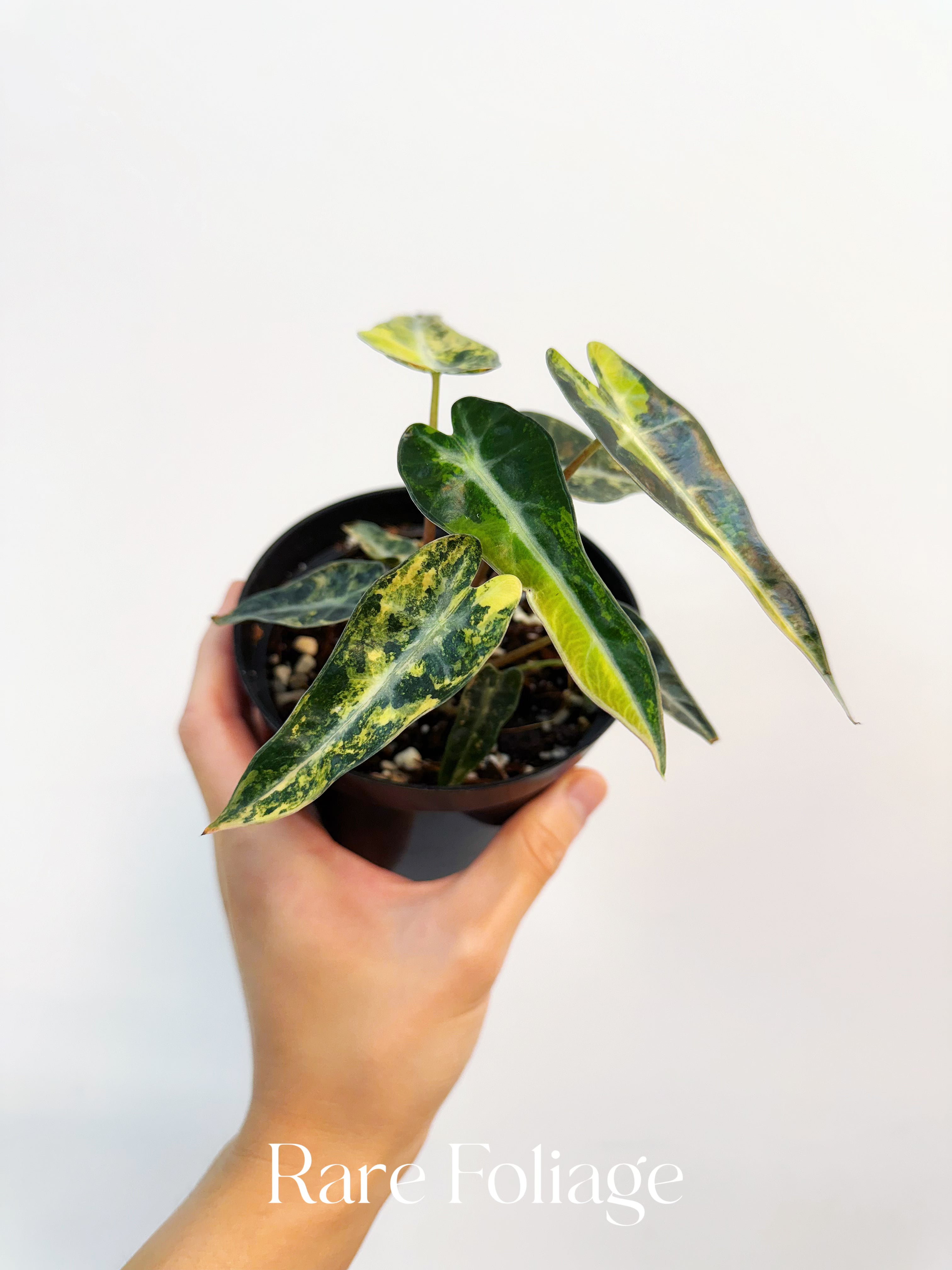 Alocasia Bambino Aurea Variegated - Thumbnail 4