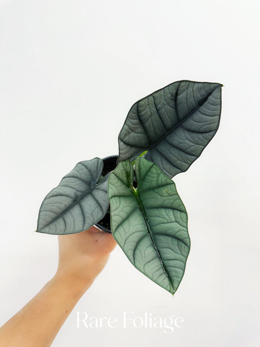 Alocasia Bisma 4"