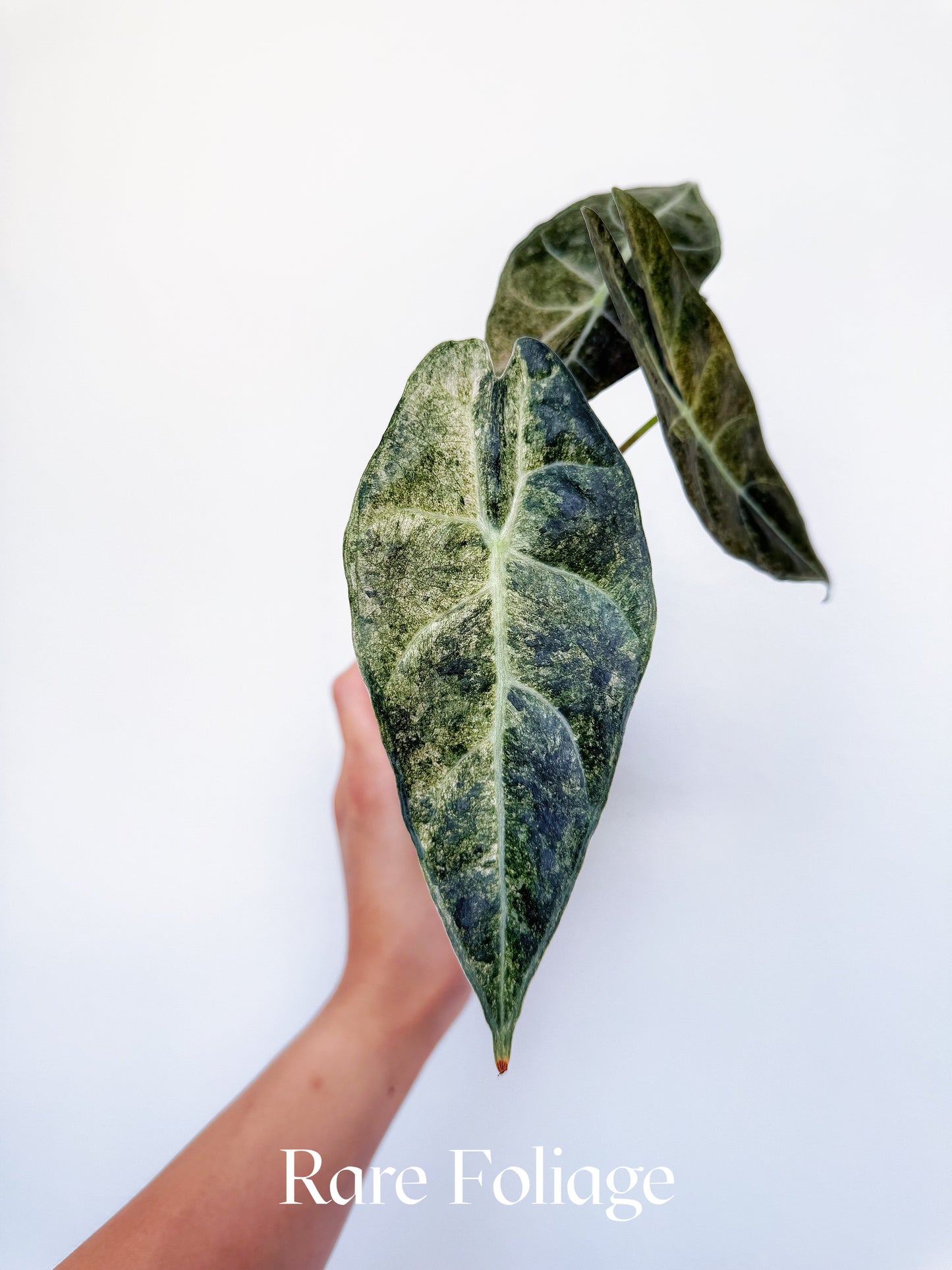Alocasia Black Satun ‘Stardust’ Variegated 3”