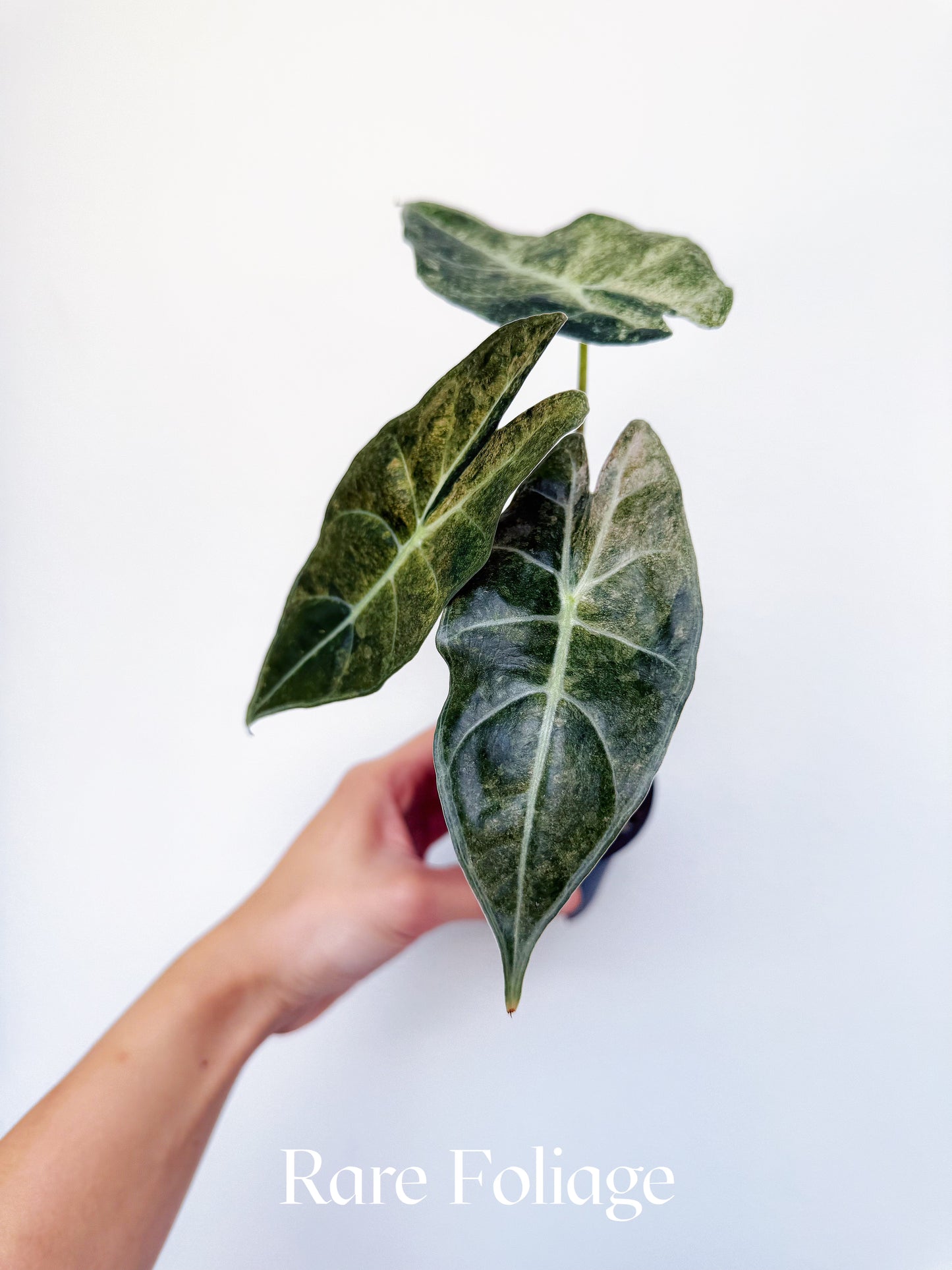Alocasia Black Satun ‘Stardust’ Variegated 3”