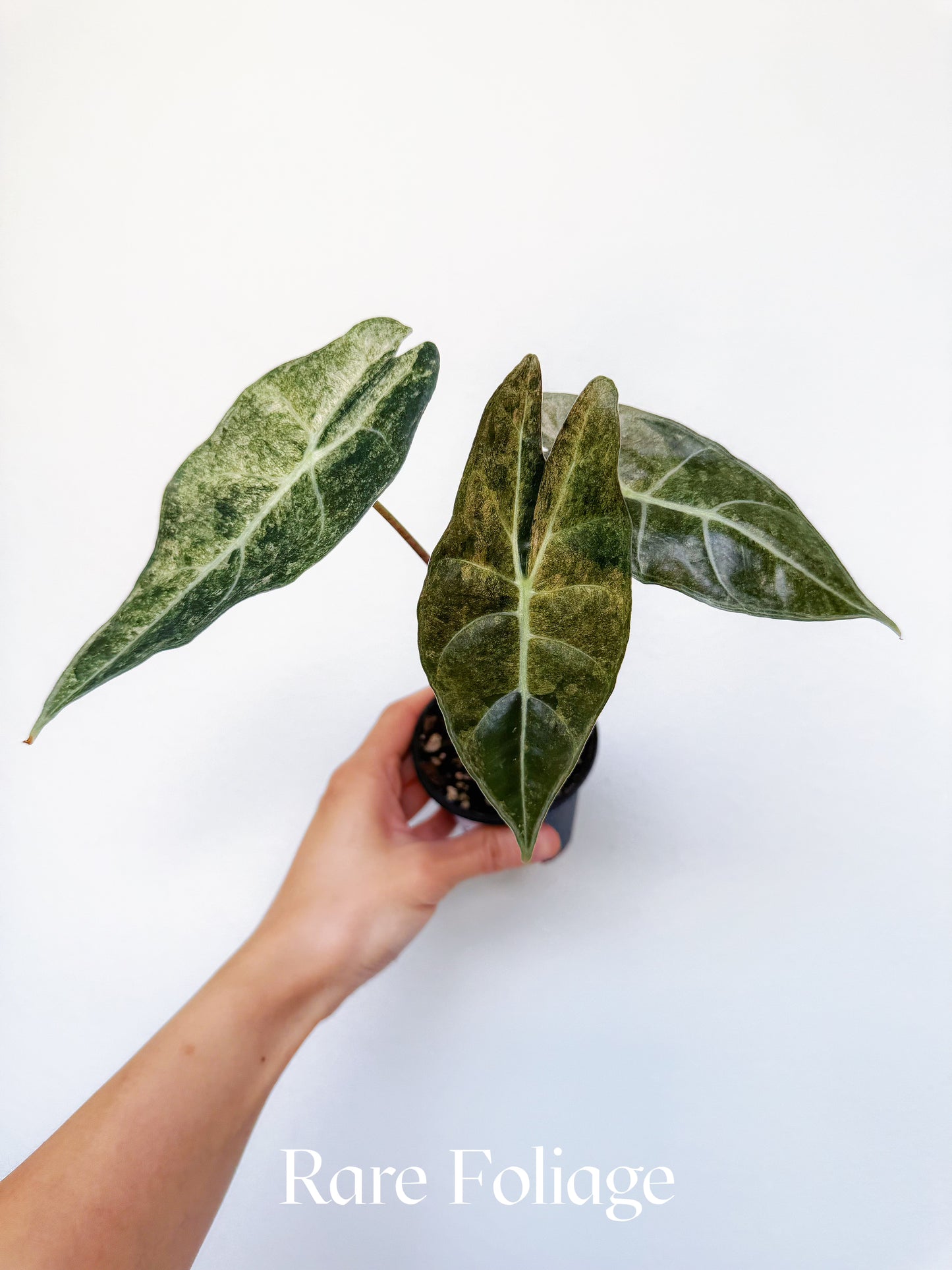Alocasia Black Satun ‘Stardust’ Variegated 3”