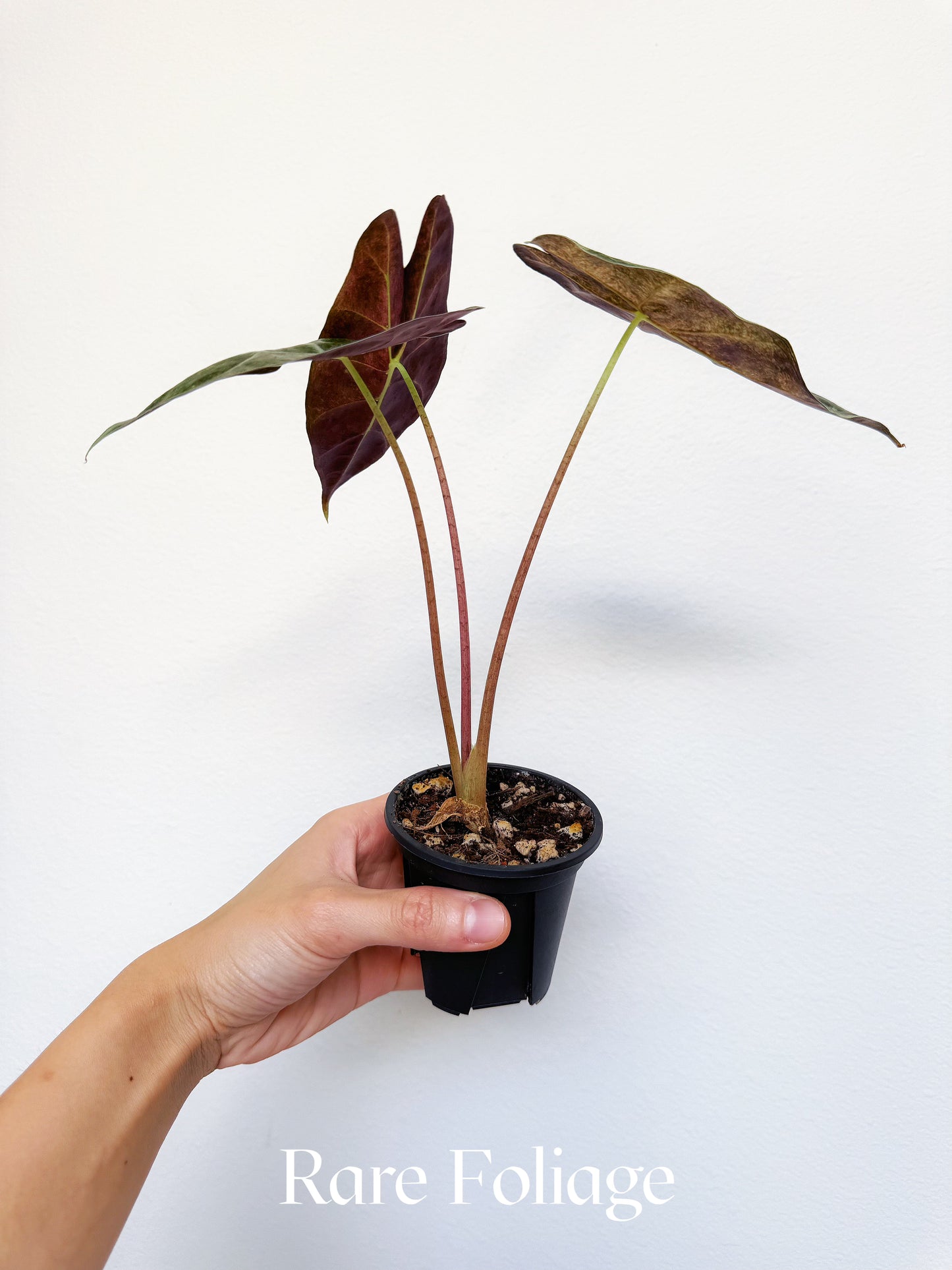 Alocasia Black Satun ‘Stardust’ Variegated 3”