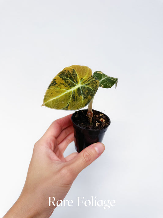 Alocasia Black Velvet Gold Variegated 2”