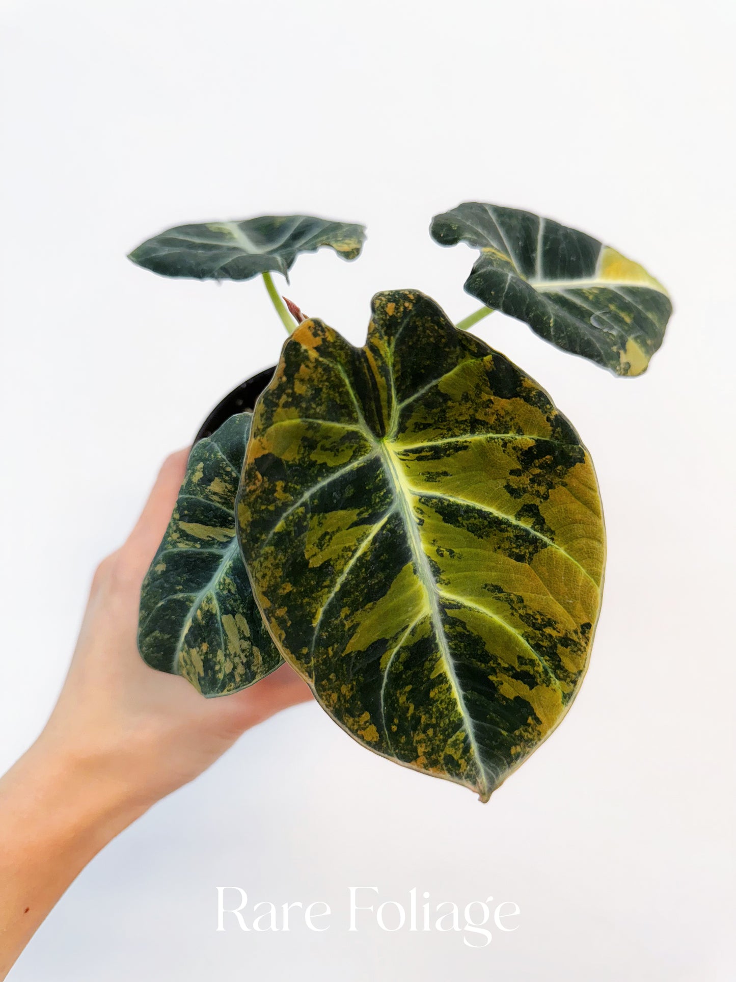 Alocasia Black Velvet Gold Variegated 4” Exact Plant