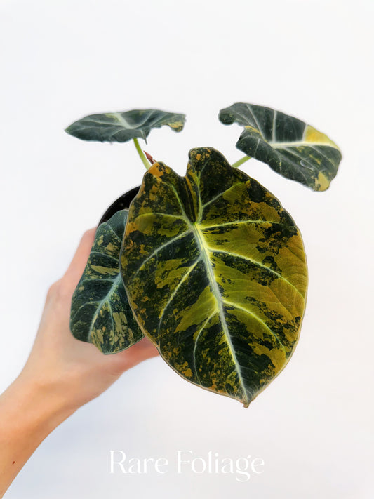 Alocasia Black Velvet Gold Variegated 4” Exact Plant