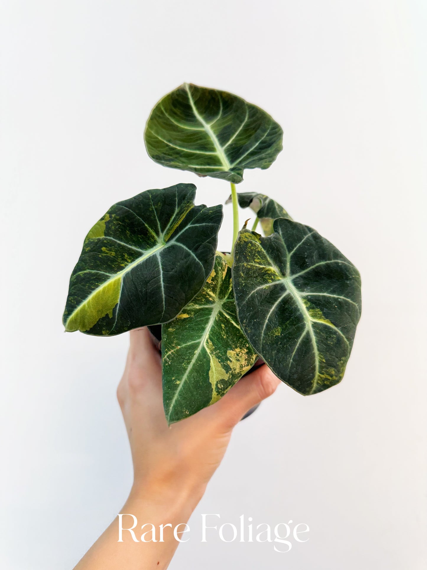 Alocasia Black Velvet Gold Variegated 4"