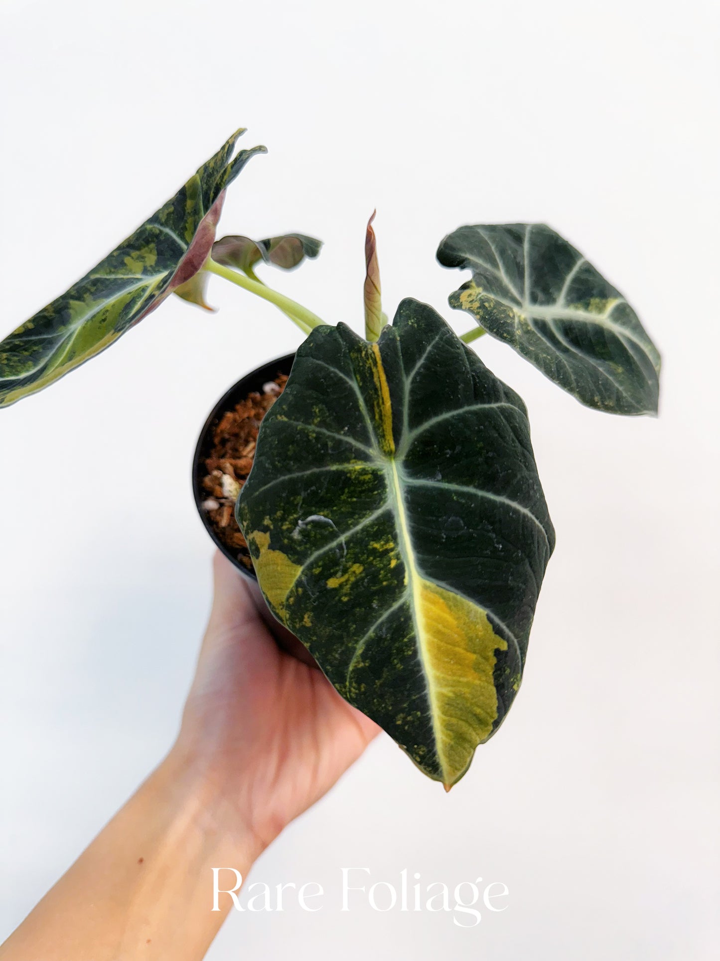 Alocasia Black Velvet Gold Variegated 4” Exact Plant