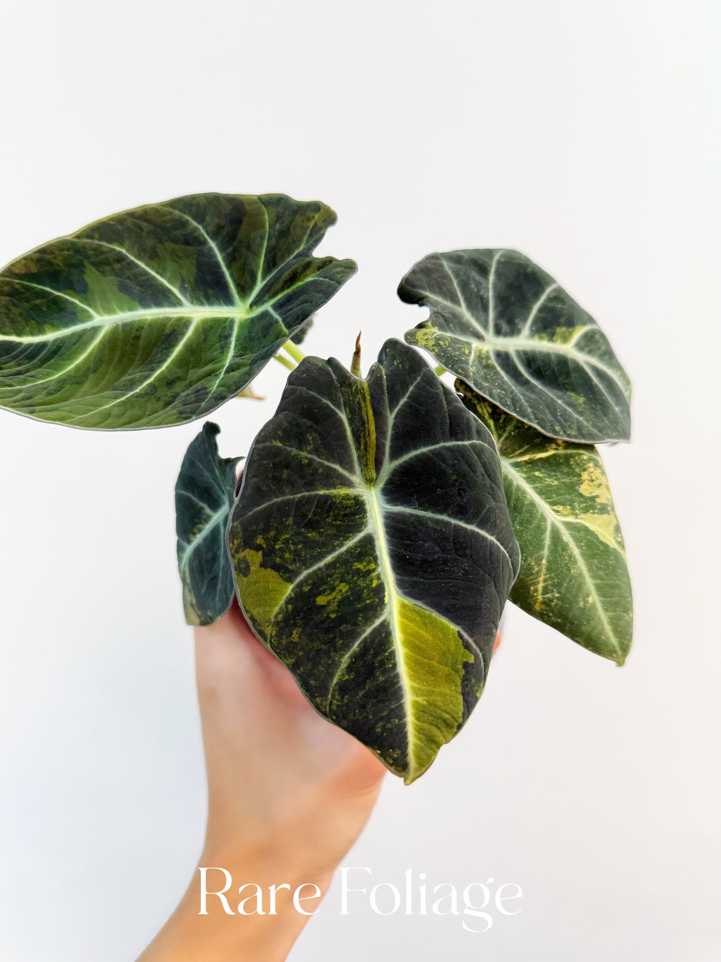 Alocasia Black Velvet Gold Variegated 4"