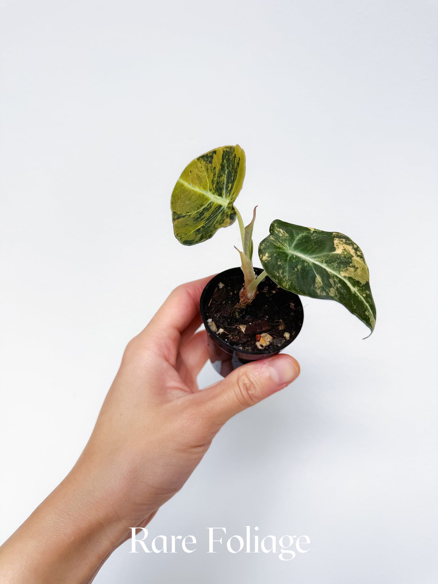 Alocasia Black Velvet Gold Variegated 2”