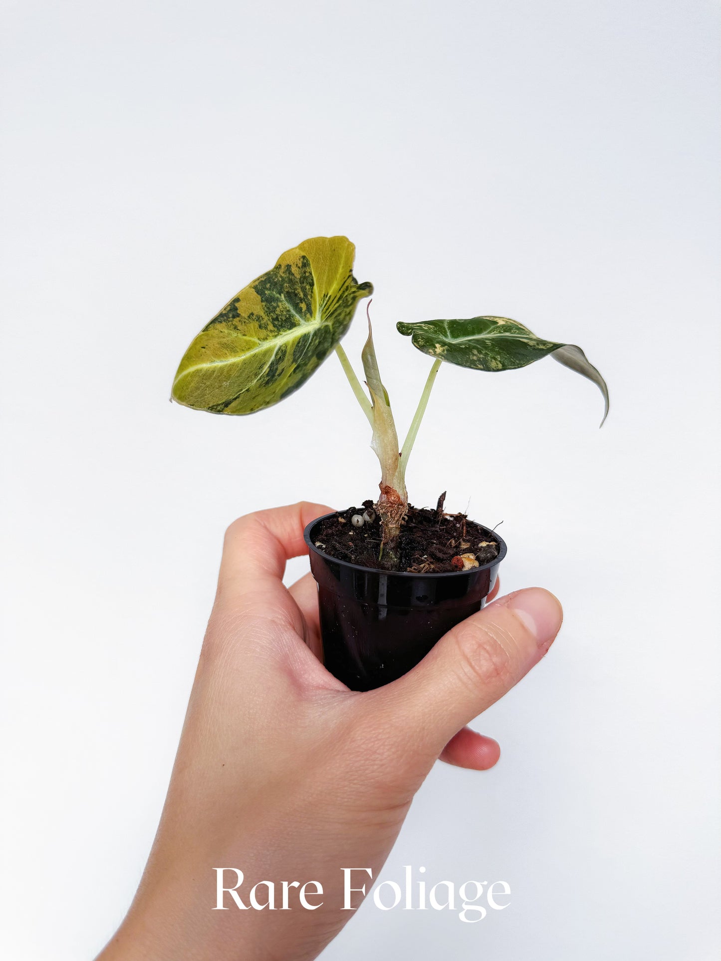 Alocasia Black Velvet Gold Variegated 2”