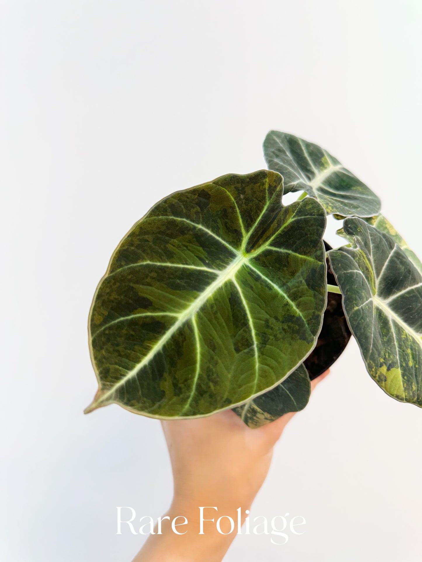 Alocasia Black Velvet Gold Variegated 4"