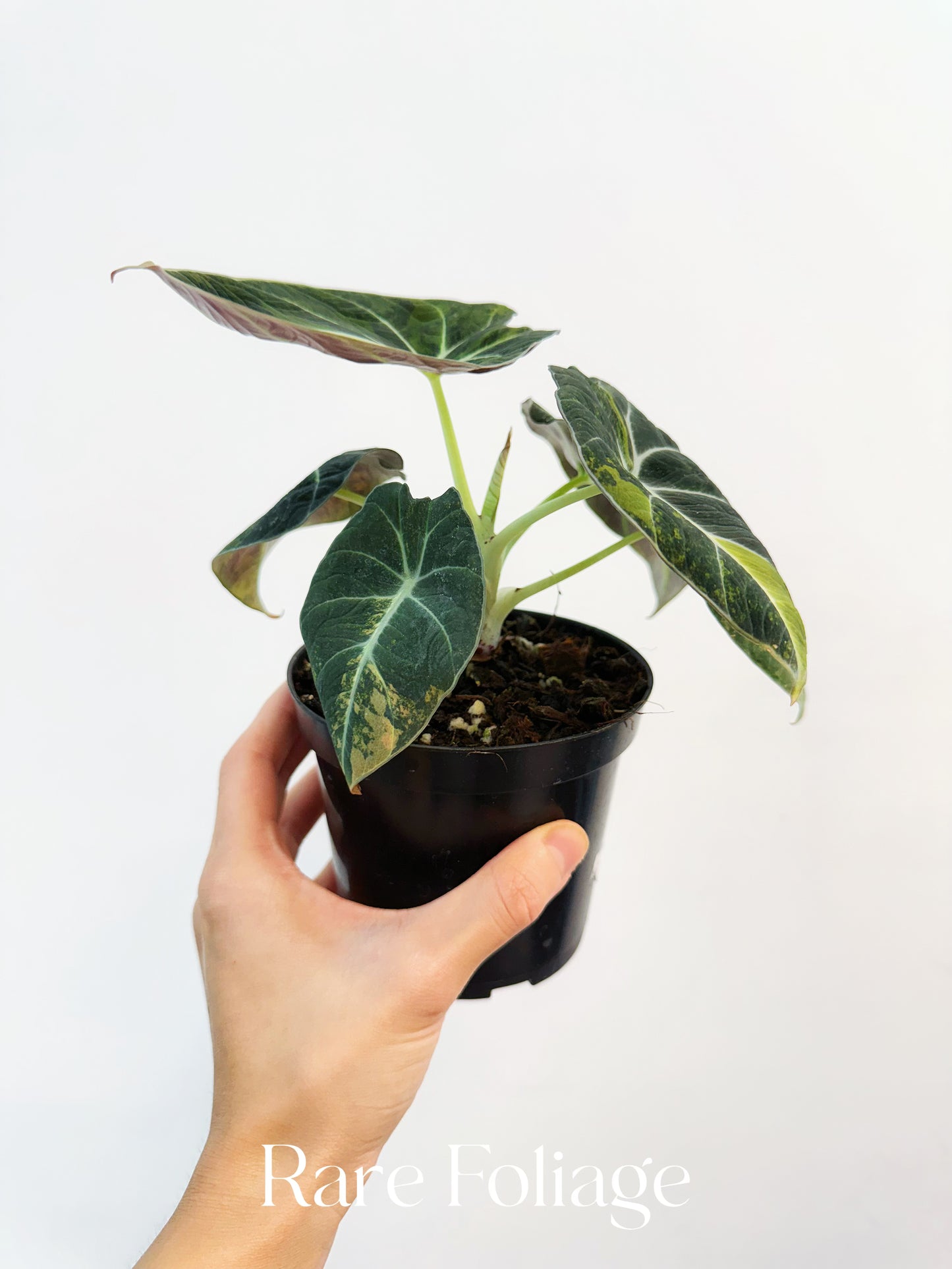 Alocasia Black Velvet Gold Variegated 4"