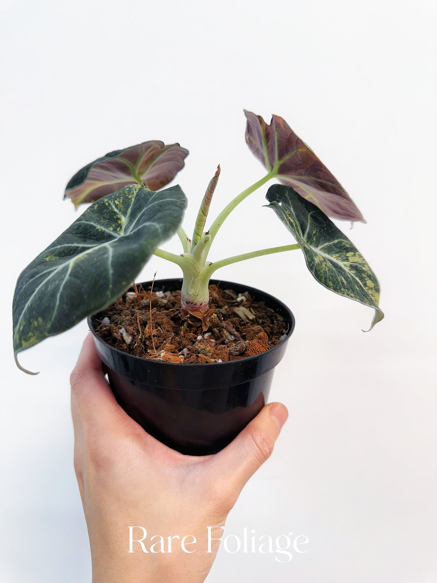Alocasia Black Velvet Gold Variegated 4” Exact Plant