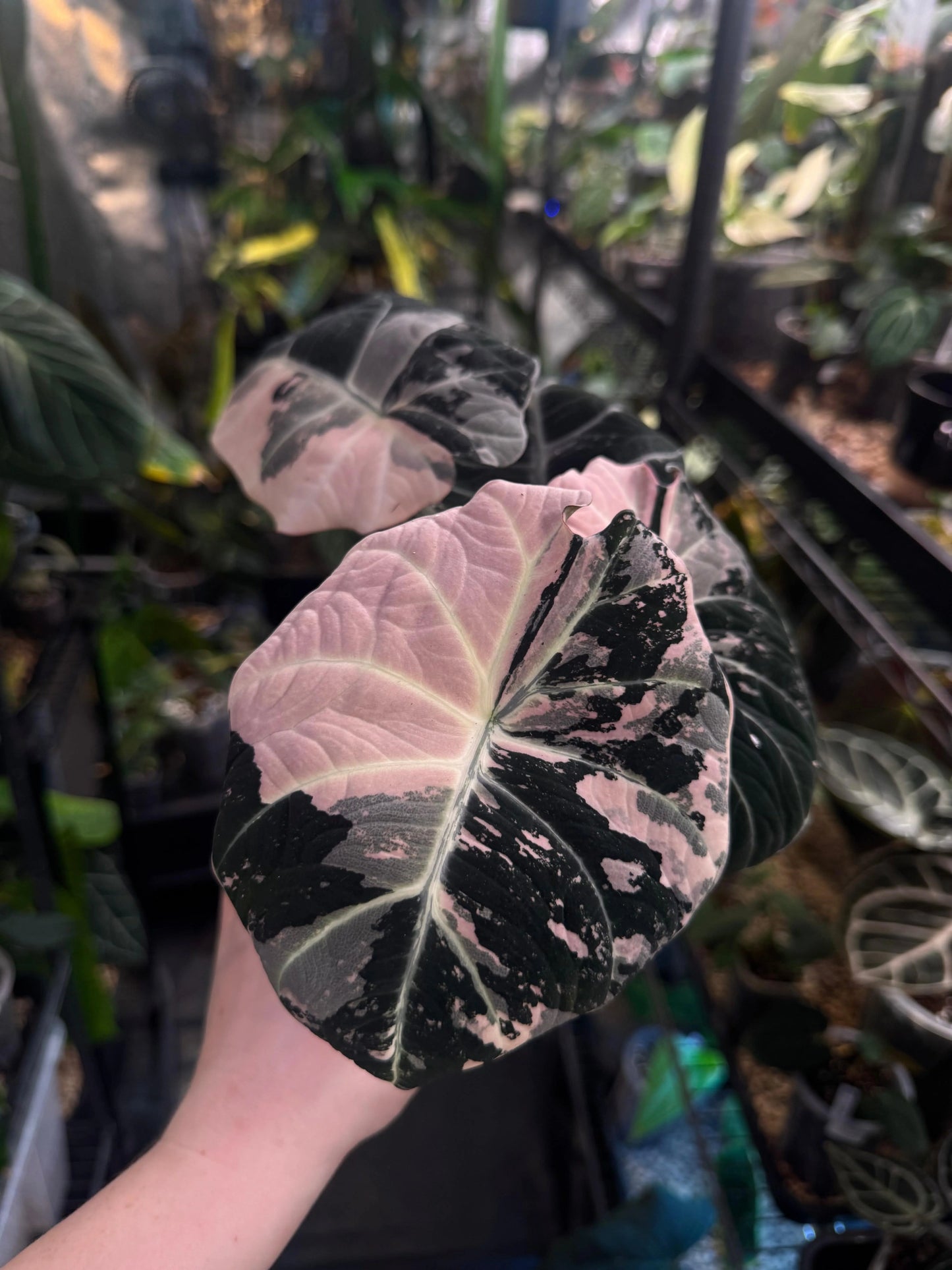 Alocasia Black Velvet Pink (Tissue Culture) *Preorder* Ship Date Mid March 2026