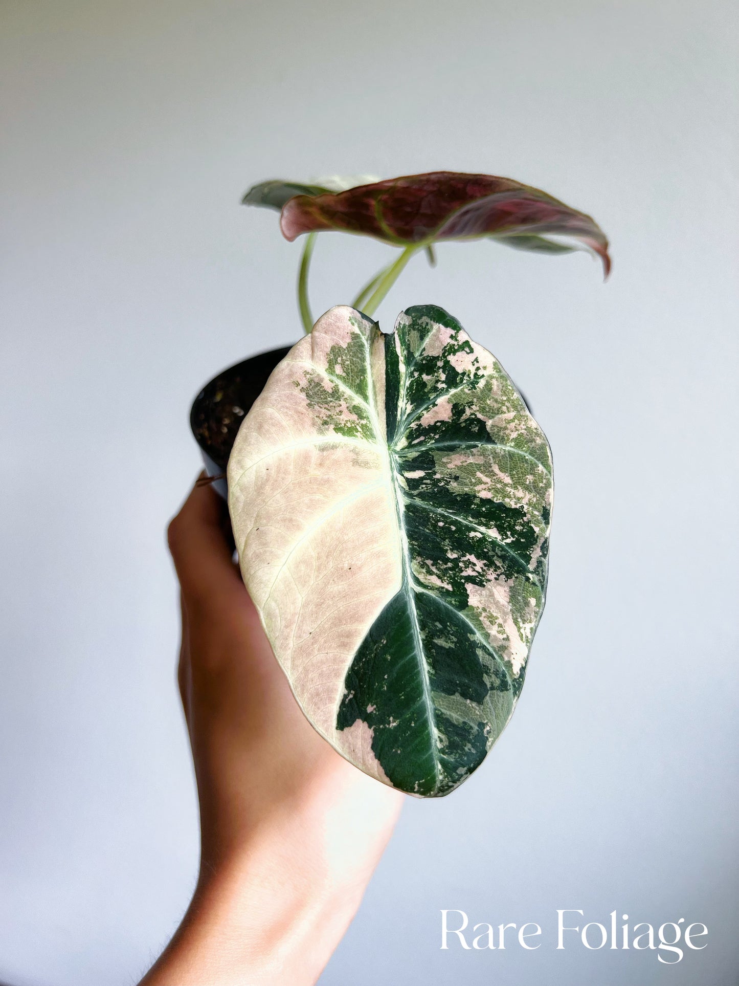 Alocasia Black Velvet Pink Variegated 4” Full Plant