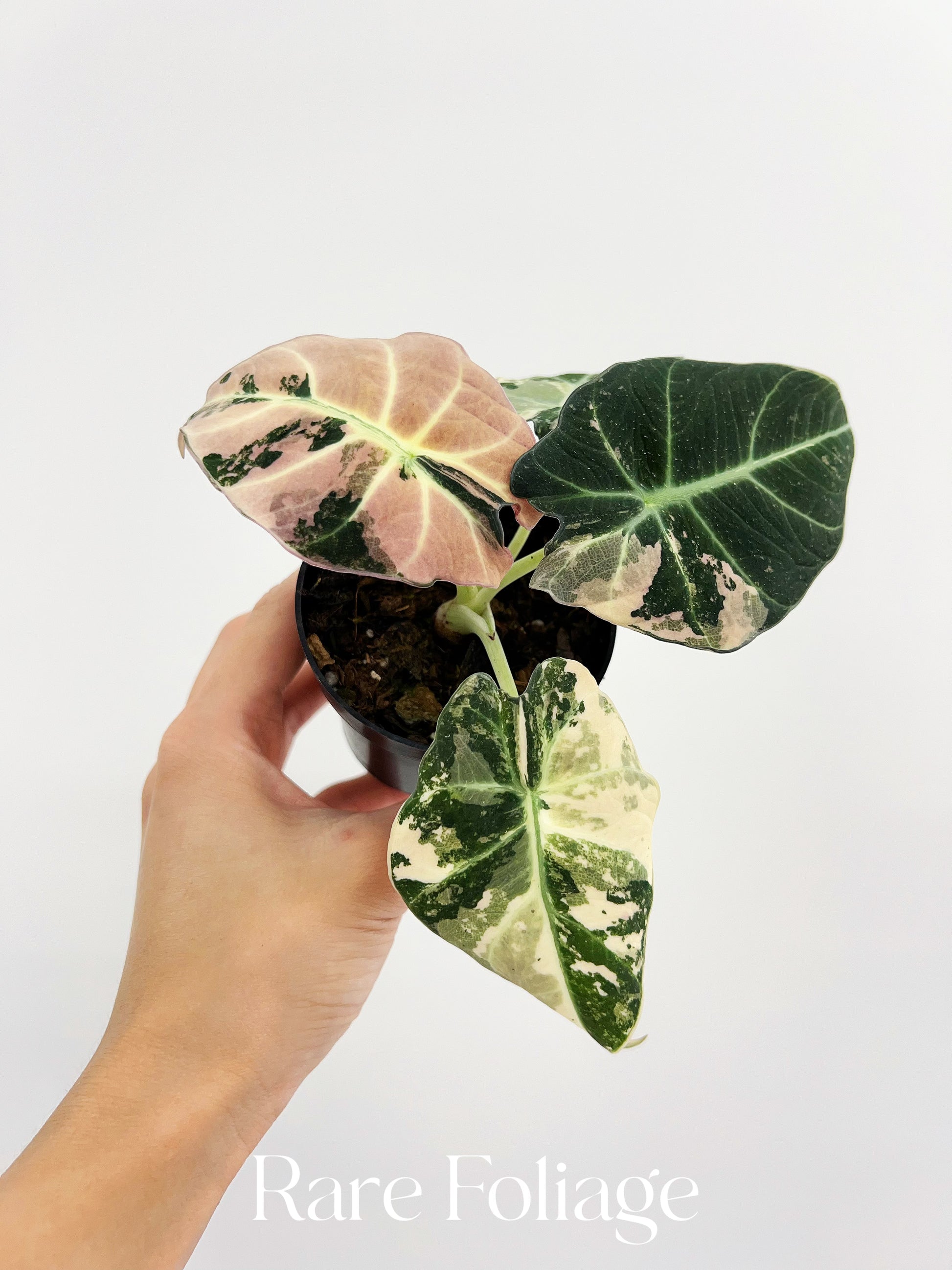 Alocasia Black Velvet Pink Variegated 3” Full Plant – Rare Foliage Alocasia Black Velvet Pink Variegated 3” Full Plant – Rare Foliage