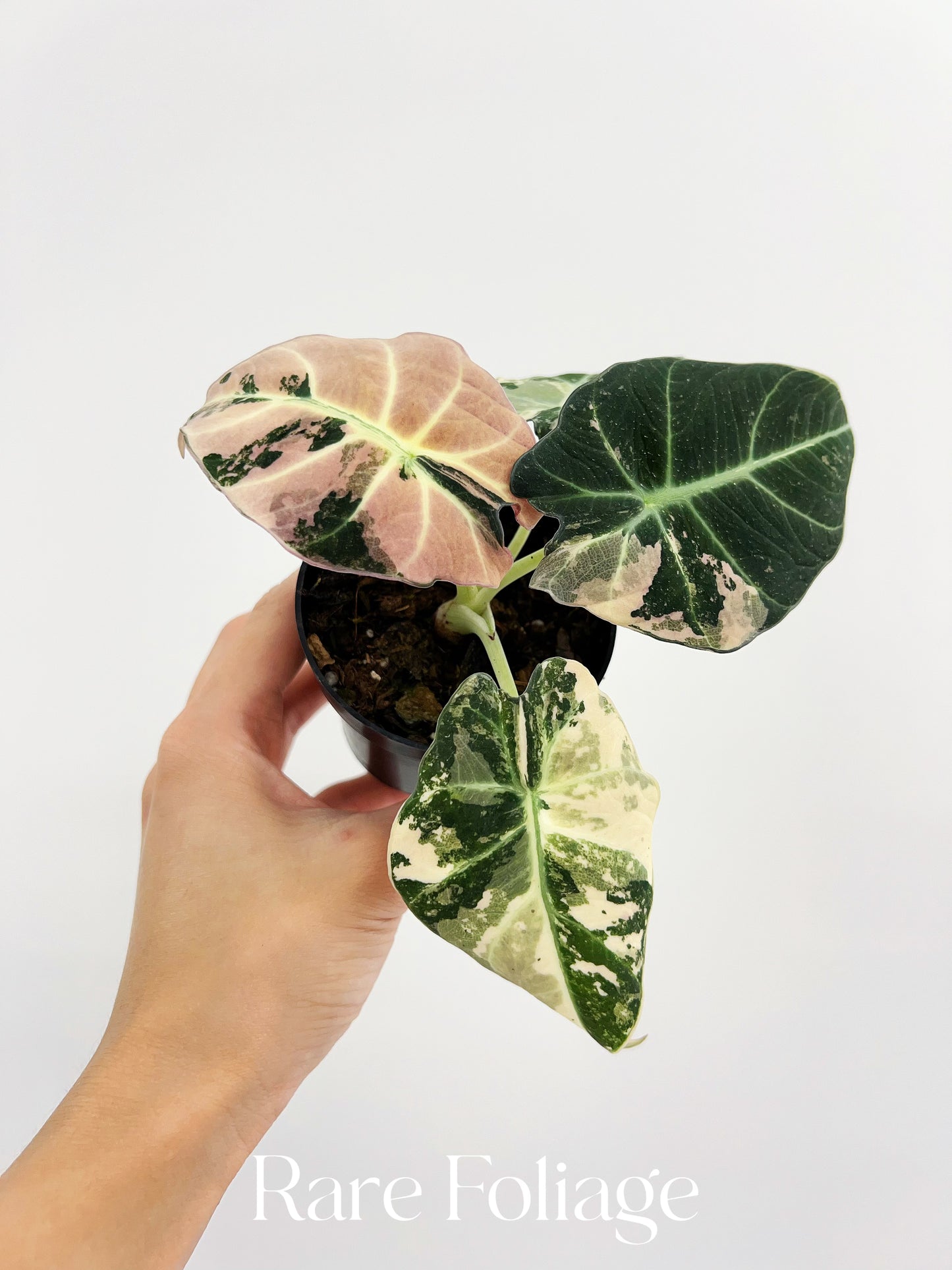 Alocasia Black Velvet Pink Variegated 3” Full Plant