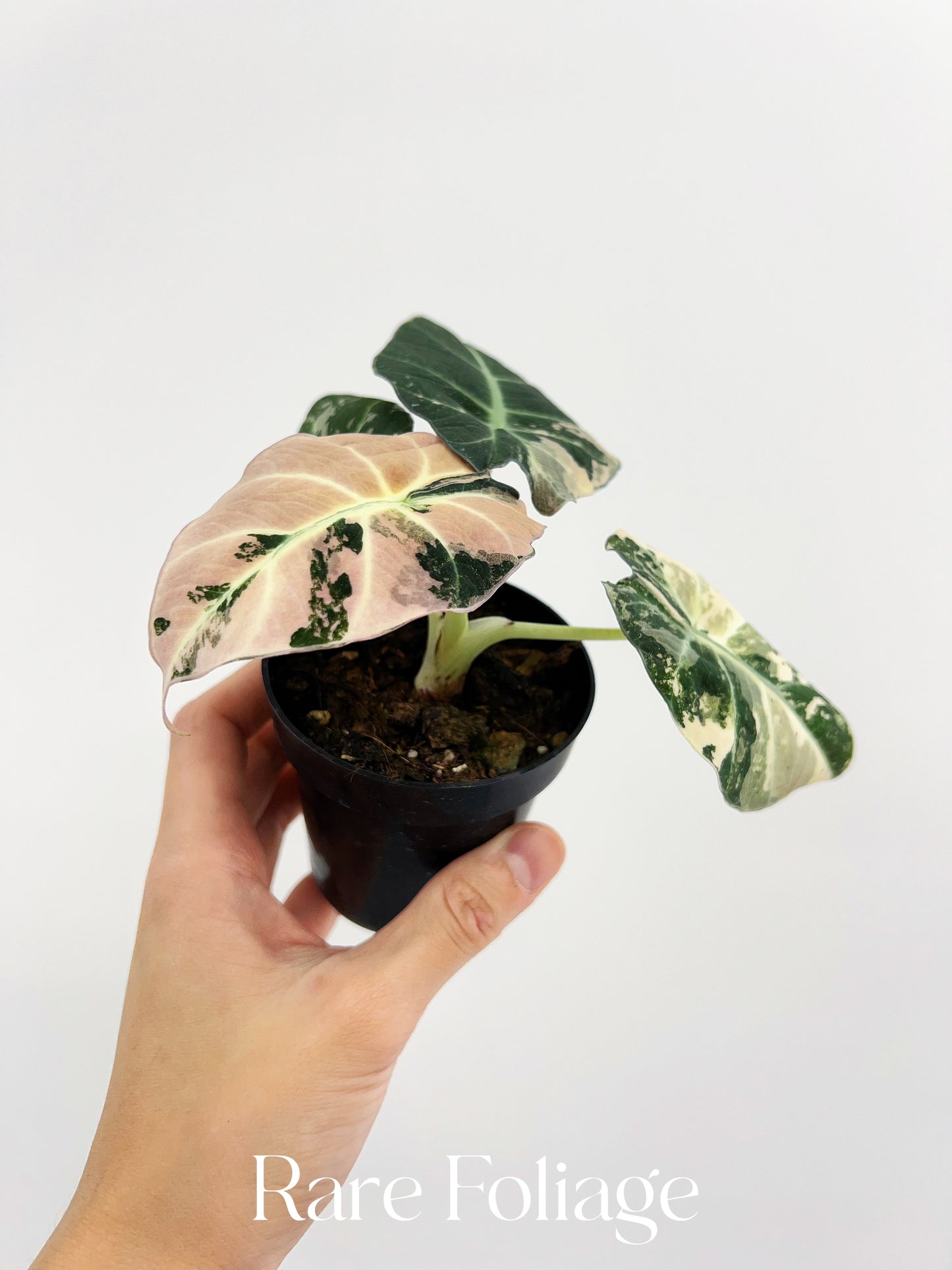 Alocasia Black Velvet Pink Variegated 3” Full Plant